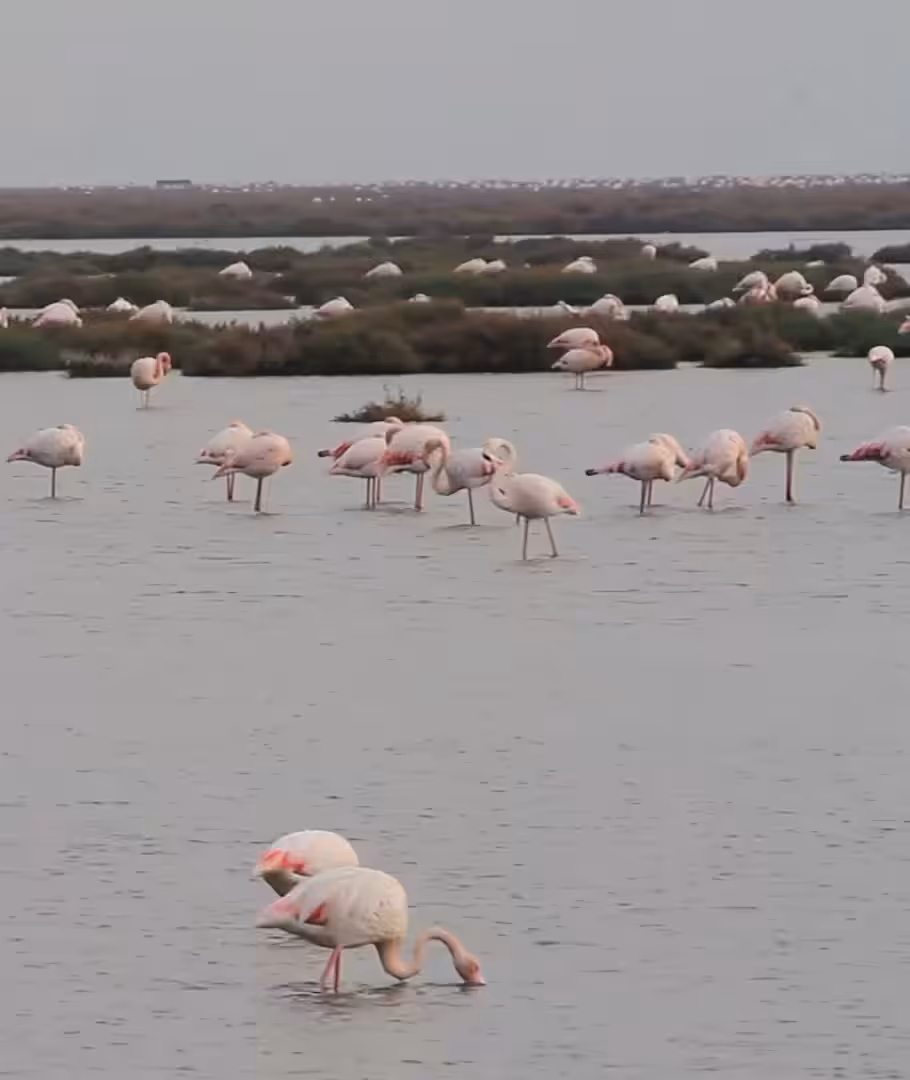 Pink flamingos 🦩
