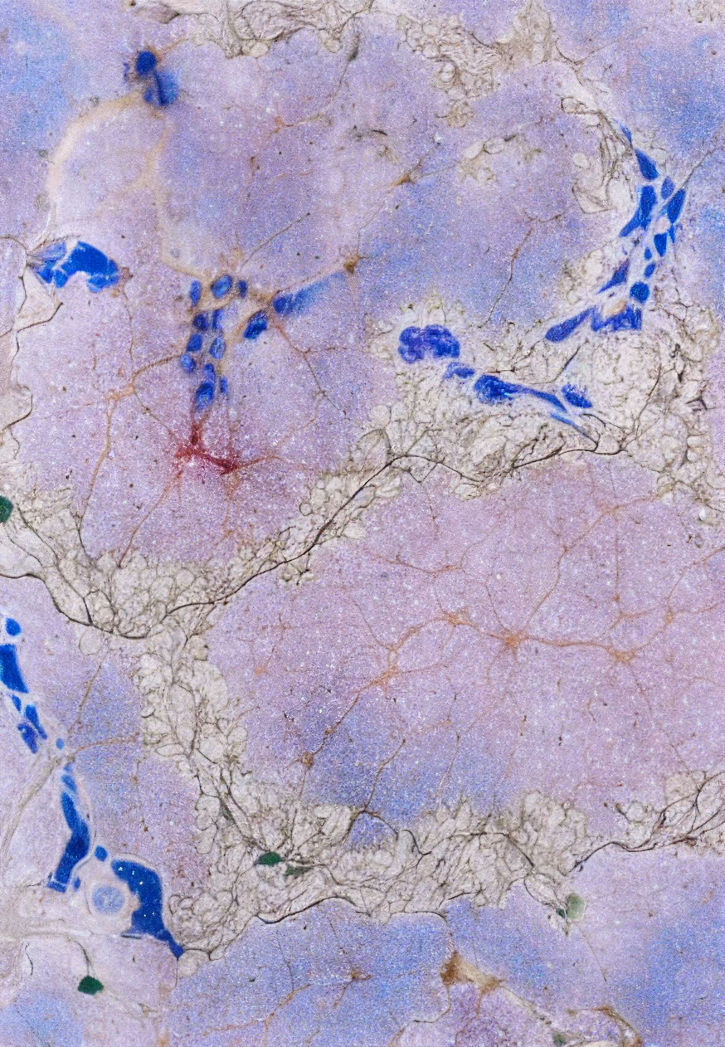 Histologia In Silico #224