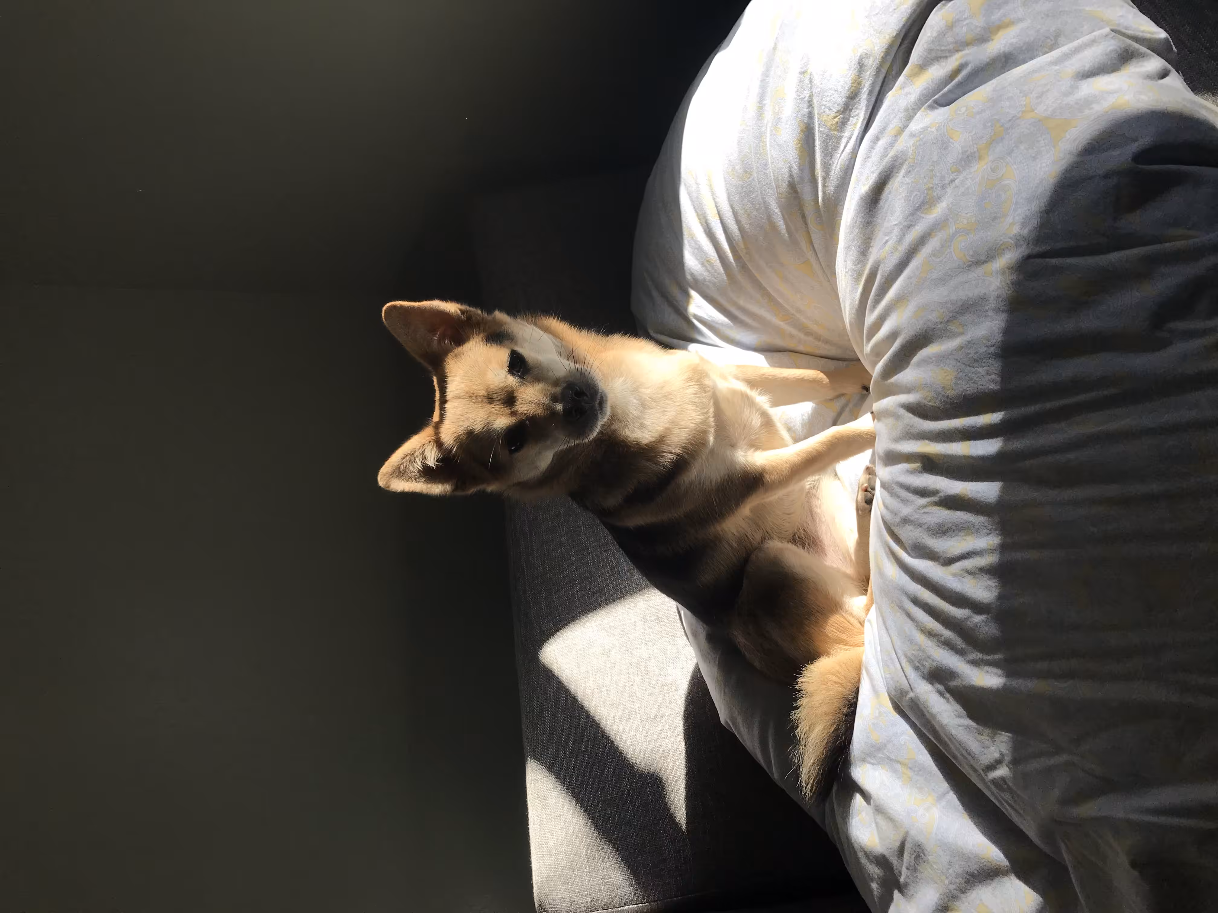 Roo The Dog (special)