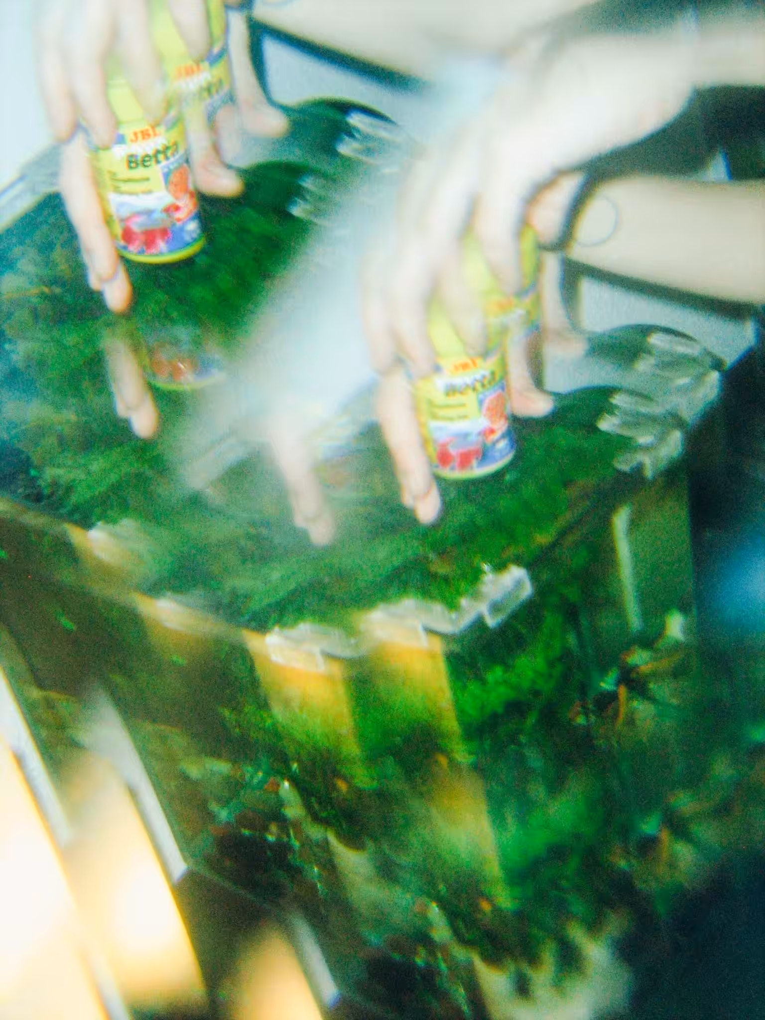 «pet fish (staying alive)» (2016)