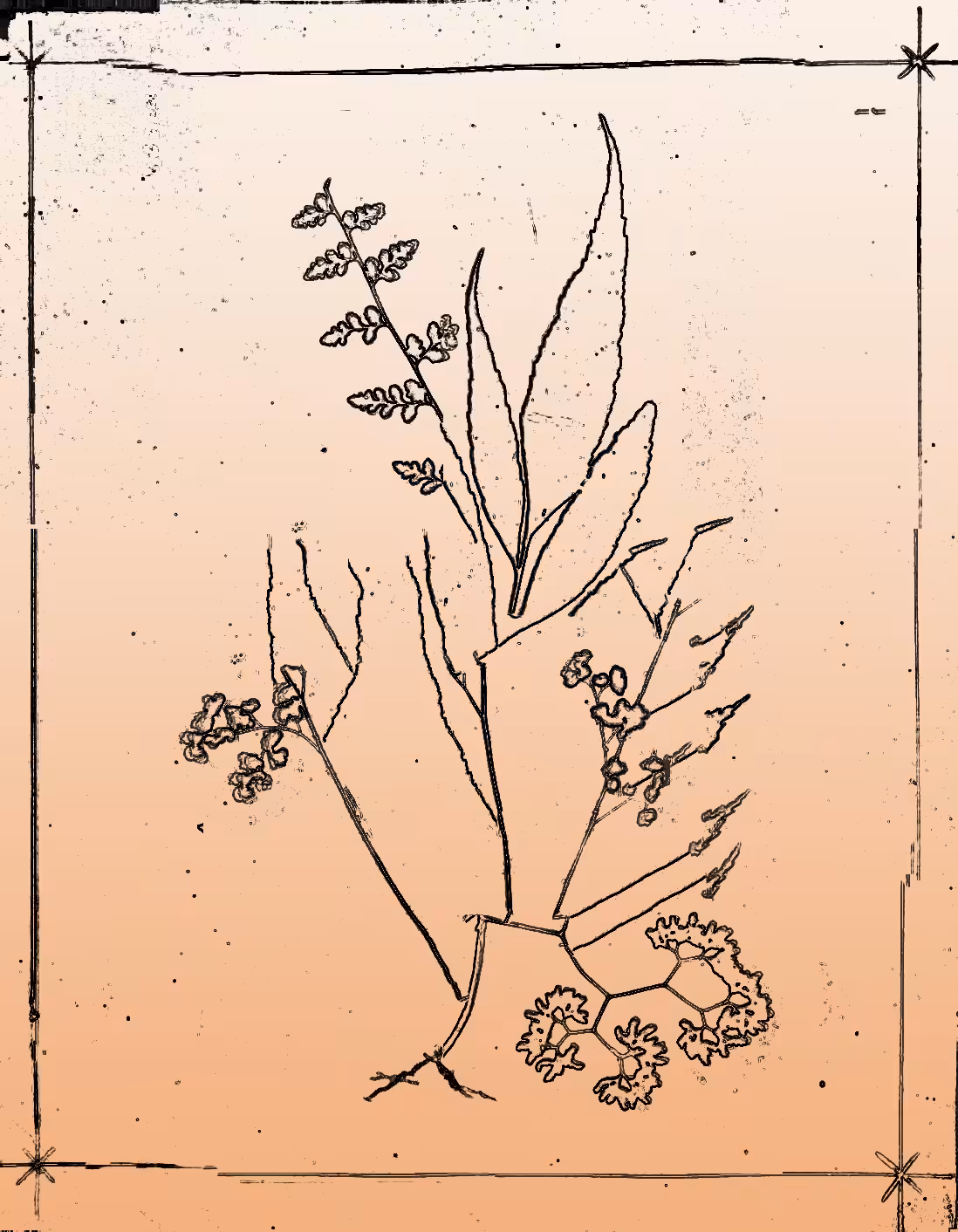 Metafern [h]