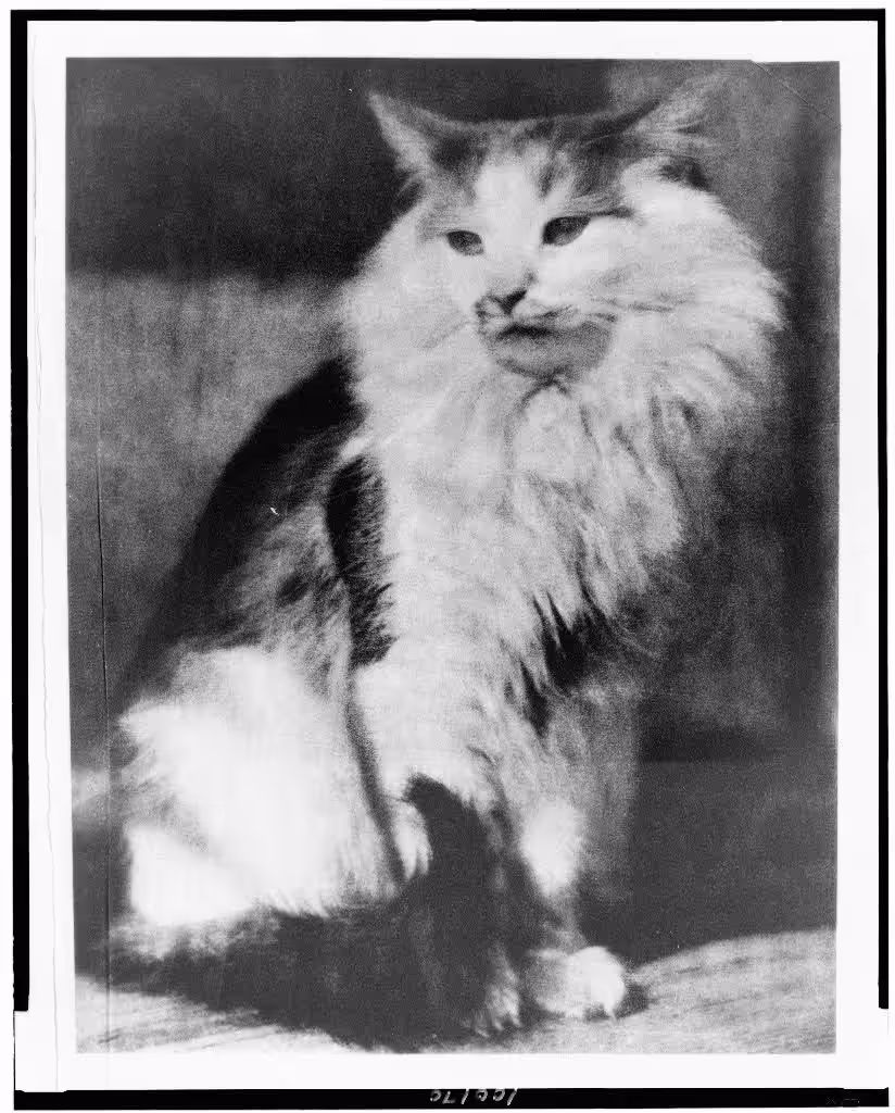 The Cat