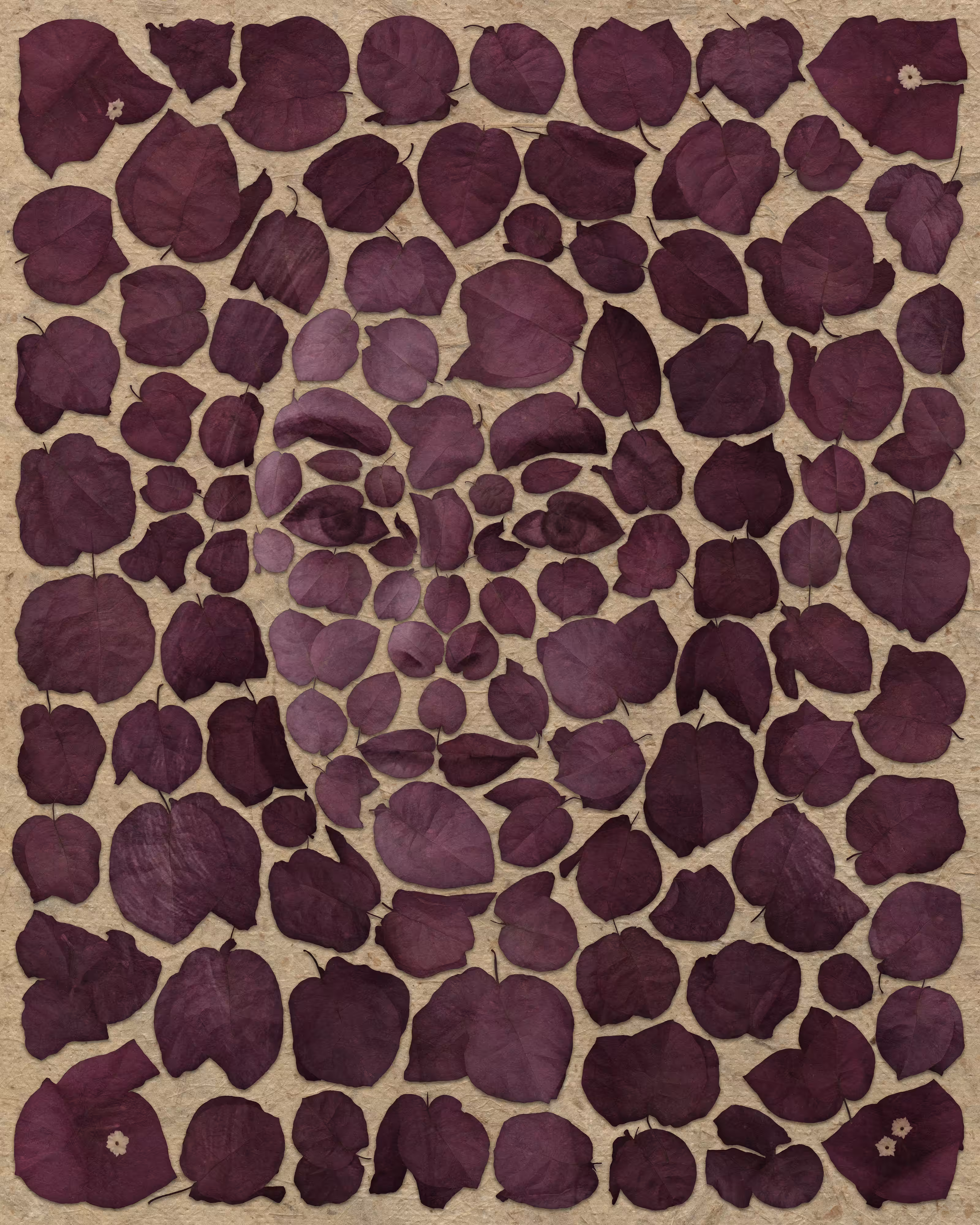 Hannah / Bougainvillea