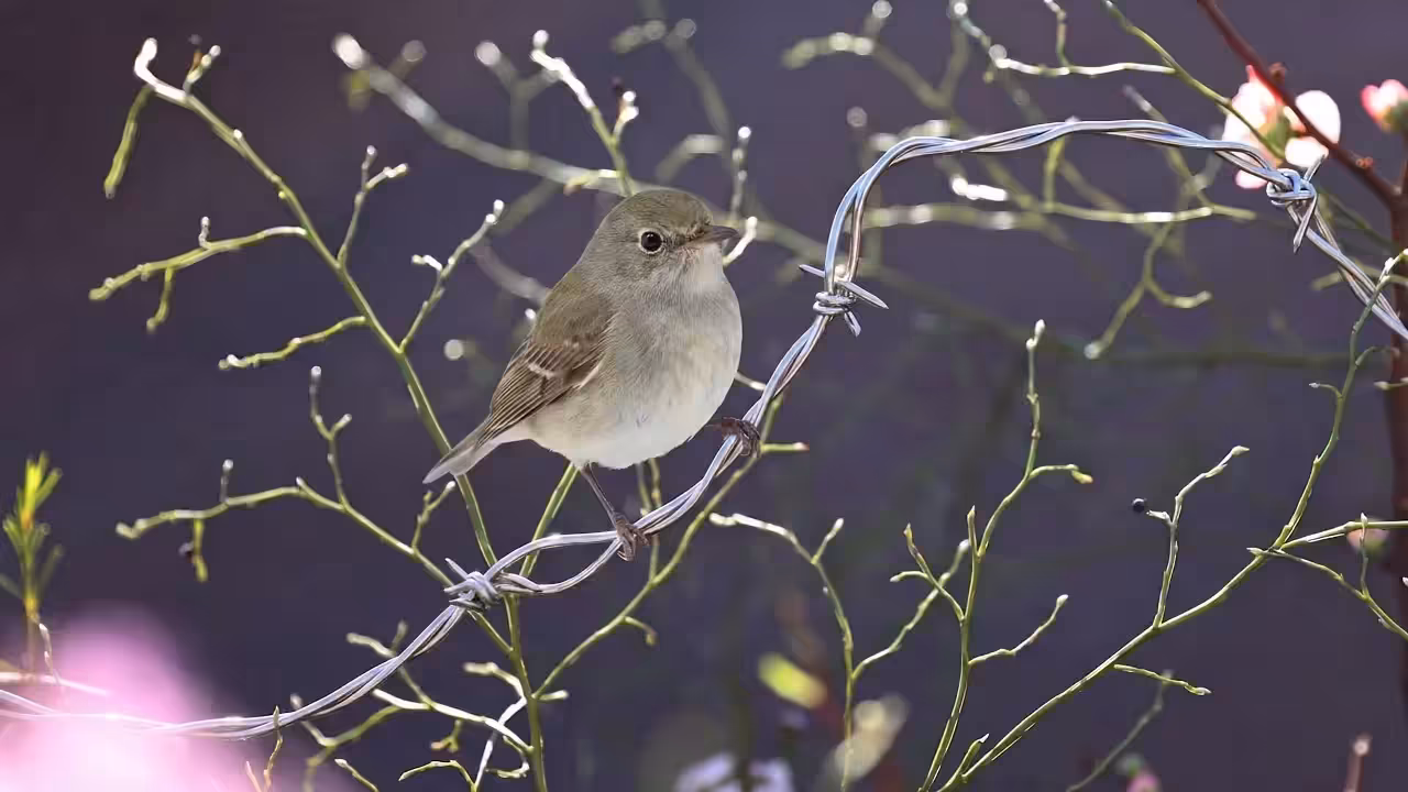 Birds Observations: Dash, The Last Light