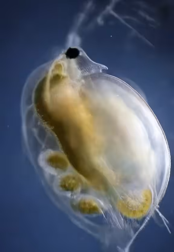 EndoSymbiosis