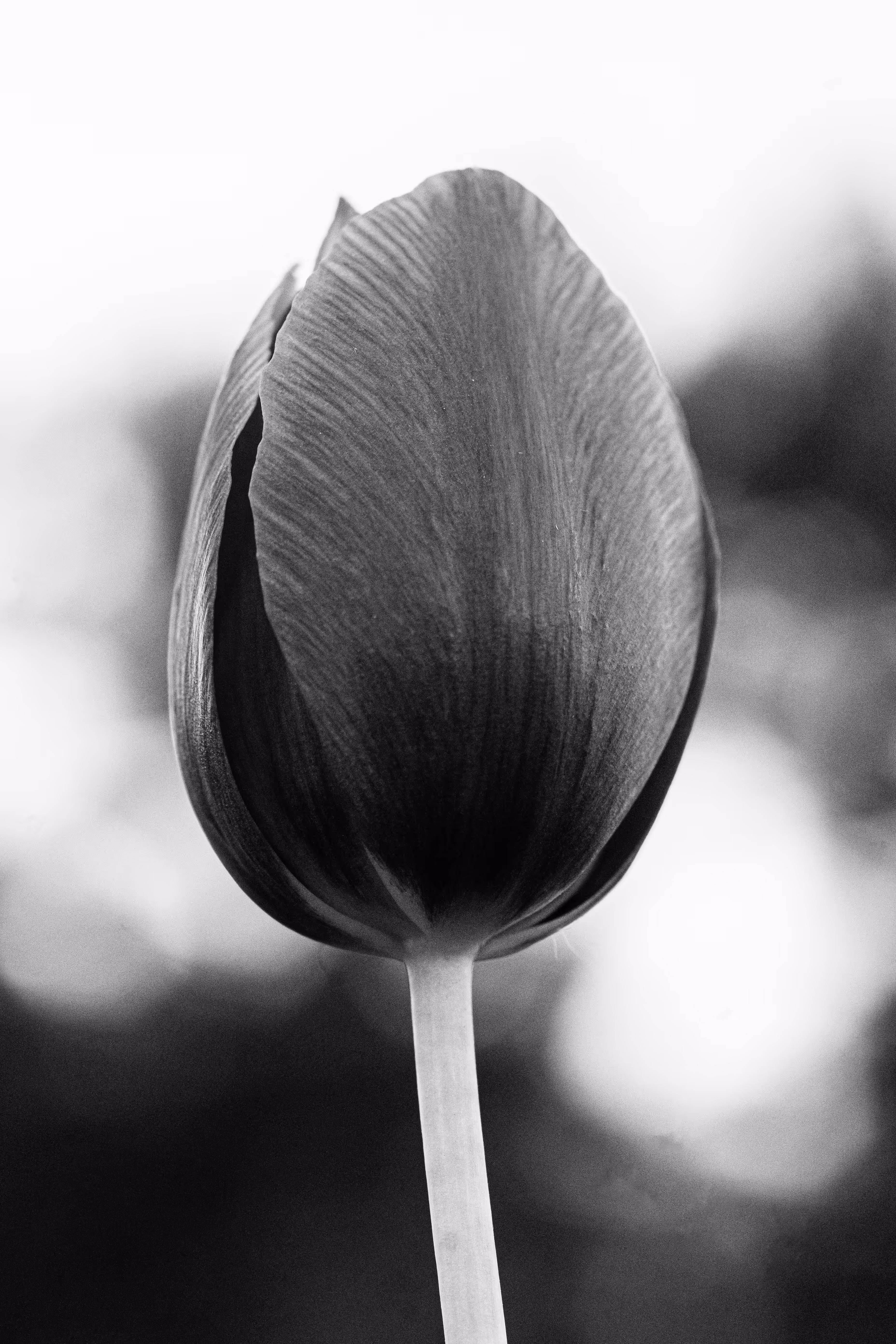 A Flower for #objkt4objkt