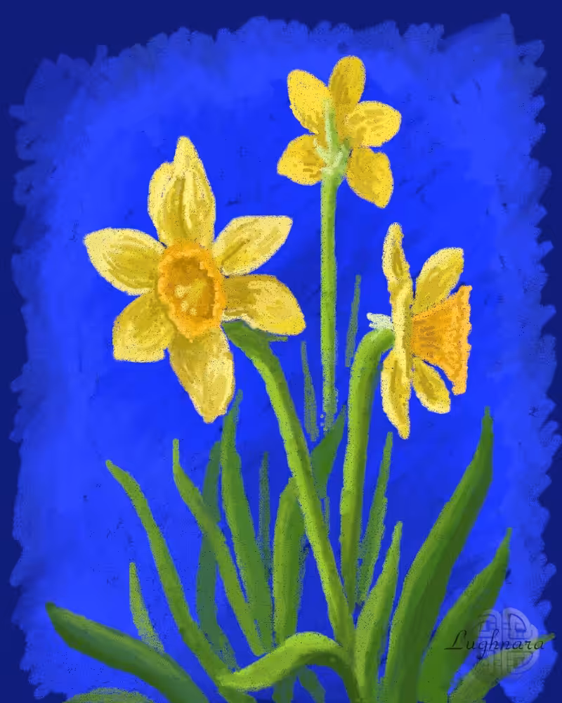 Daffodils