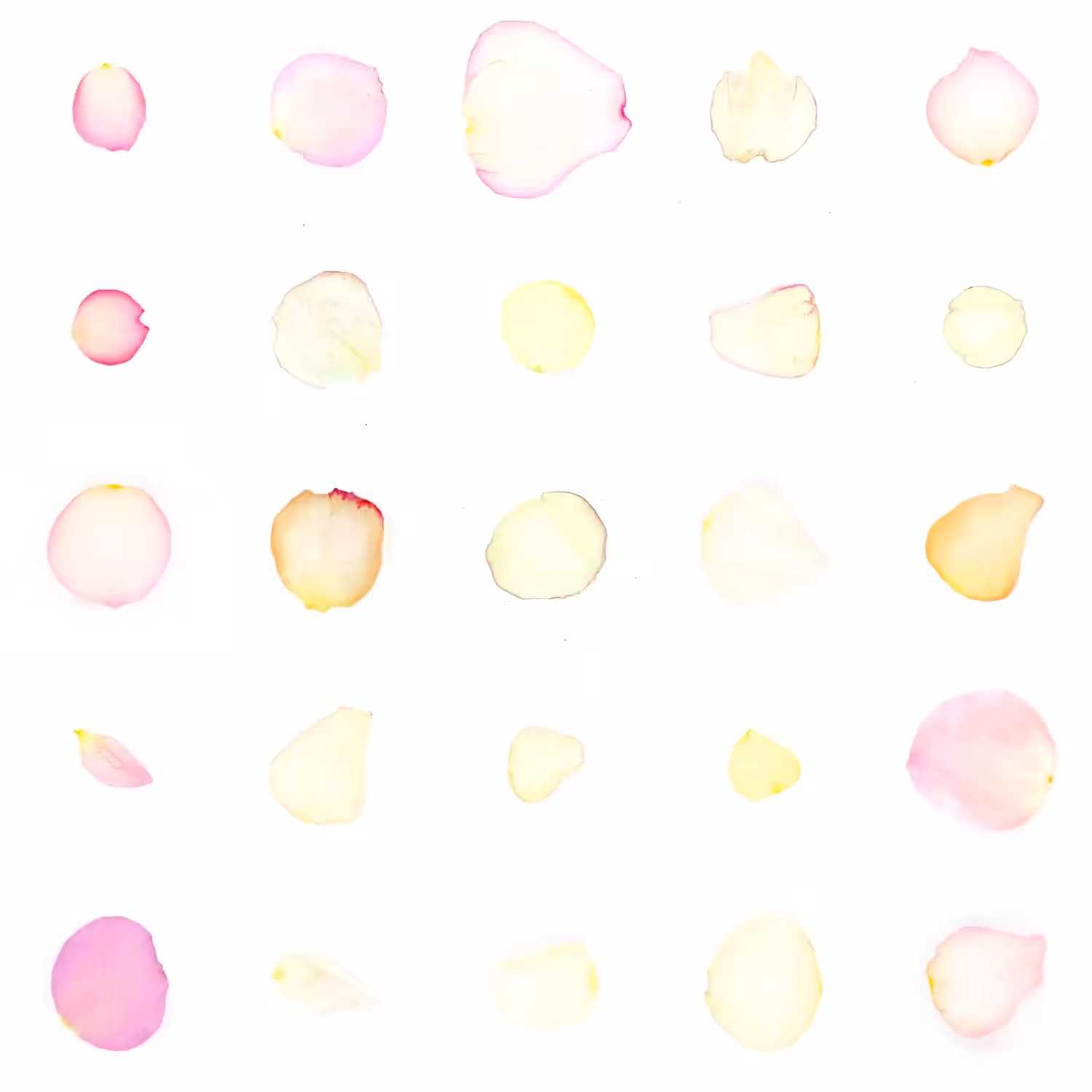 Infinite Petals 5x5#20064