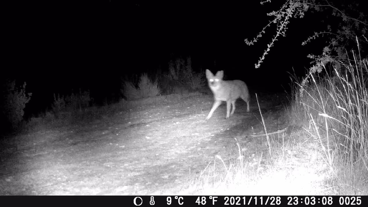 COYOTE LOITERING 