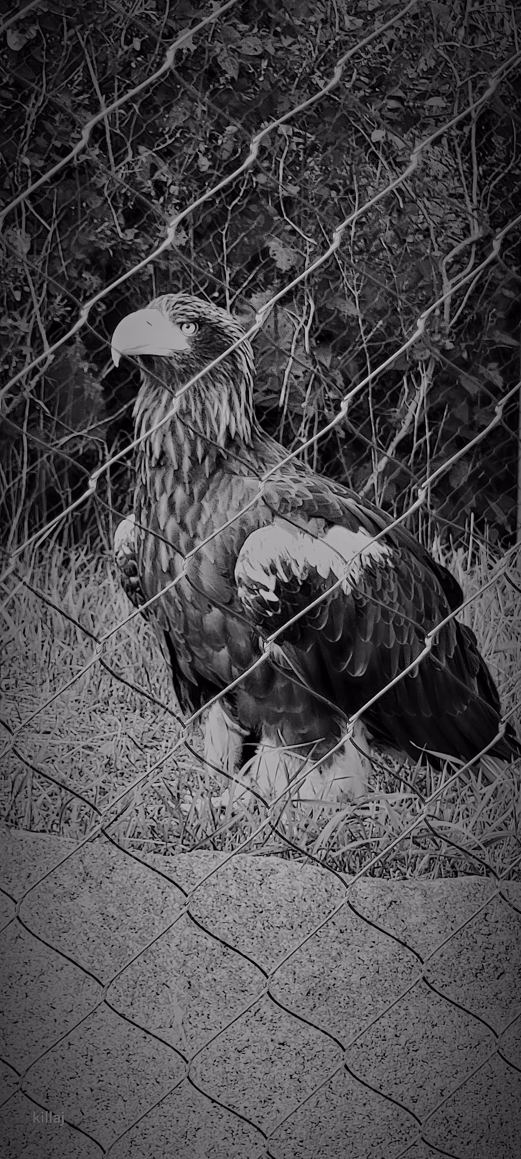 killaj photography art 