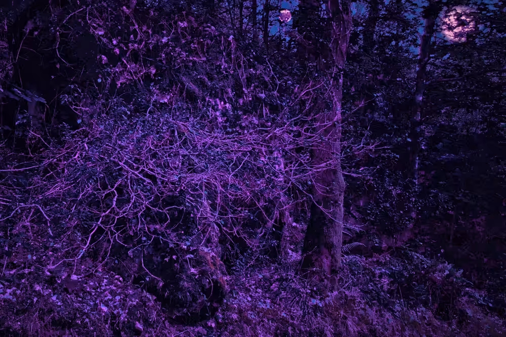 Purple moons #1