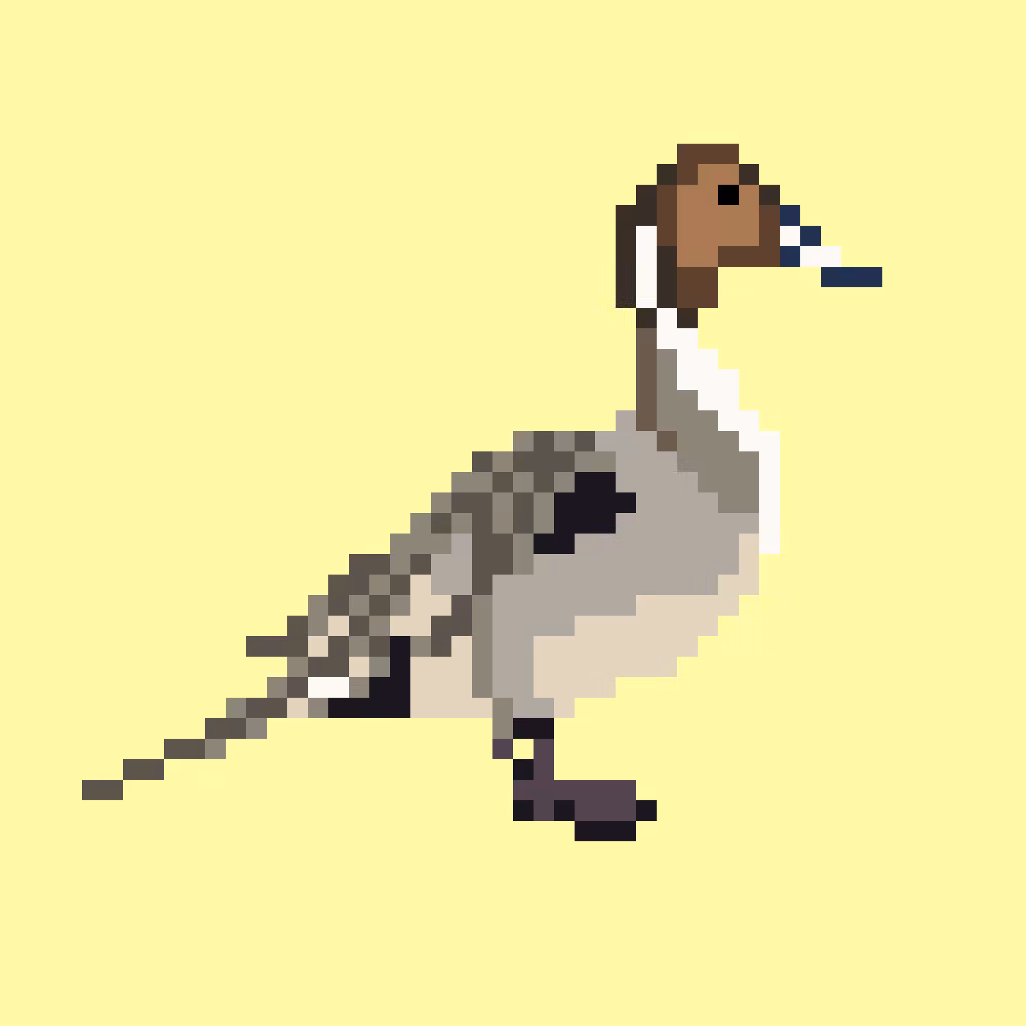 Northern Pintail (M)