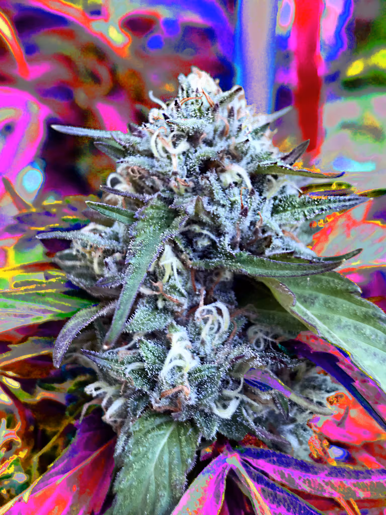 Extreme Creme