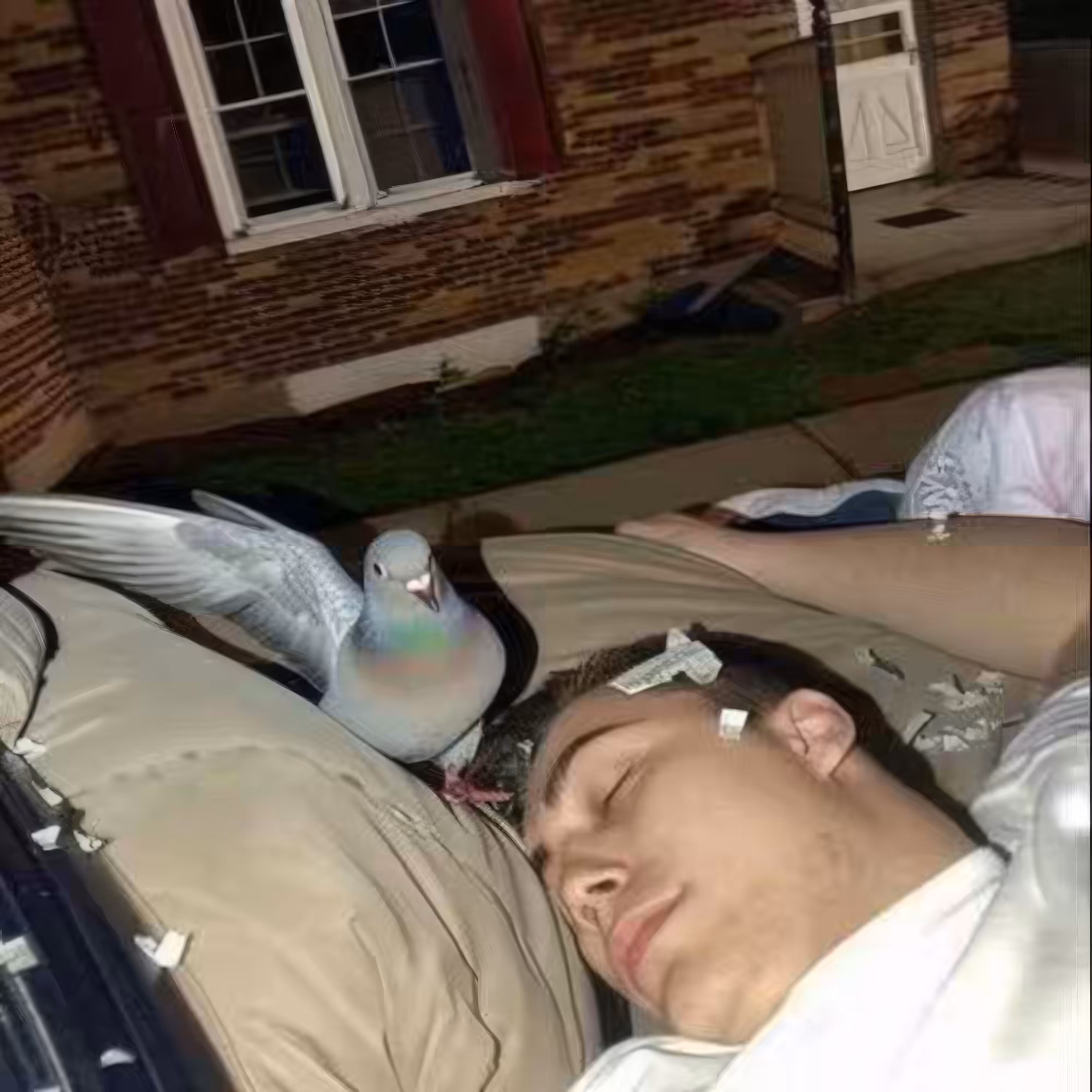 BAD JPEGs: Pigeon-Nights