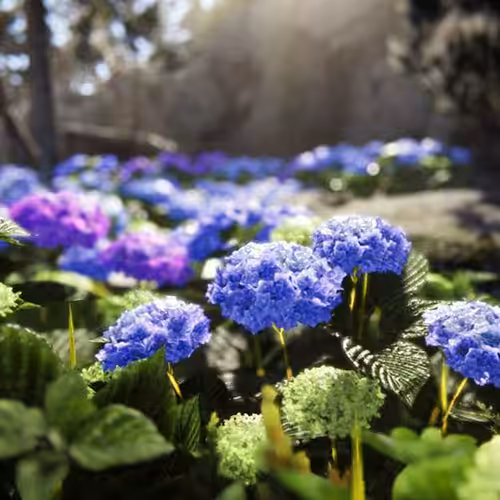 Hydrangea