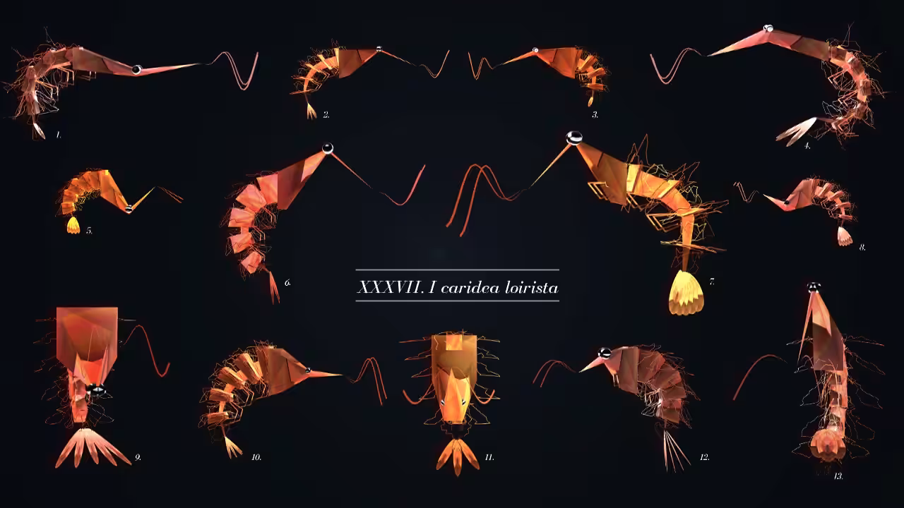 XXXVII.I caridea loirista 