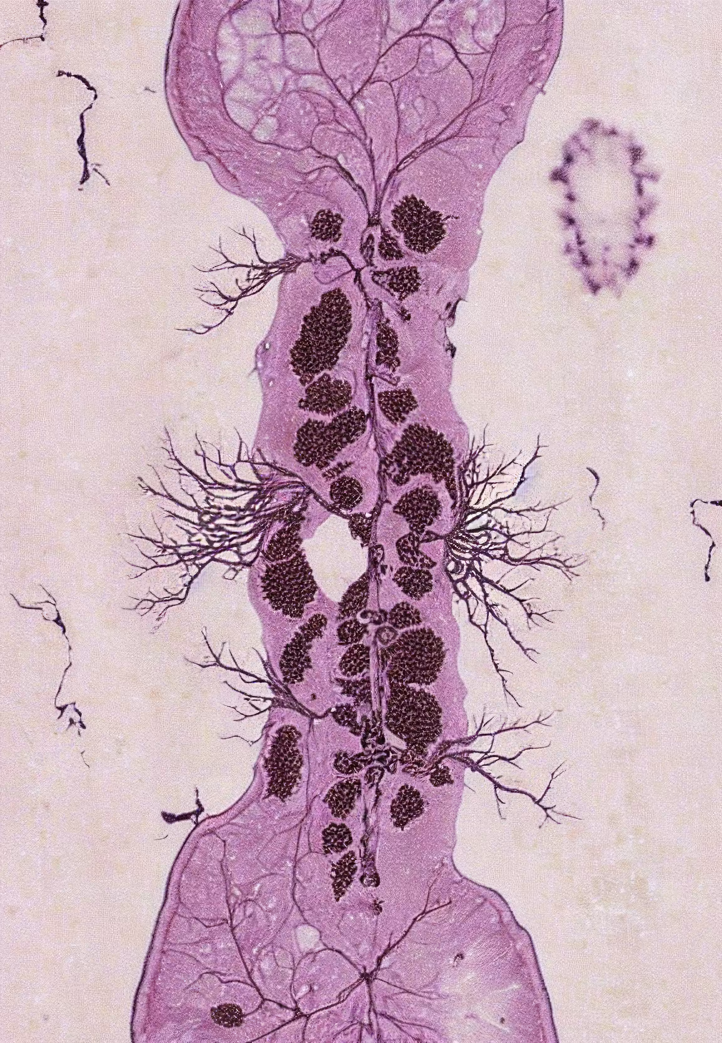 Histologia In Silico #195