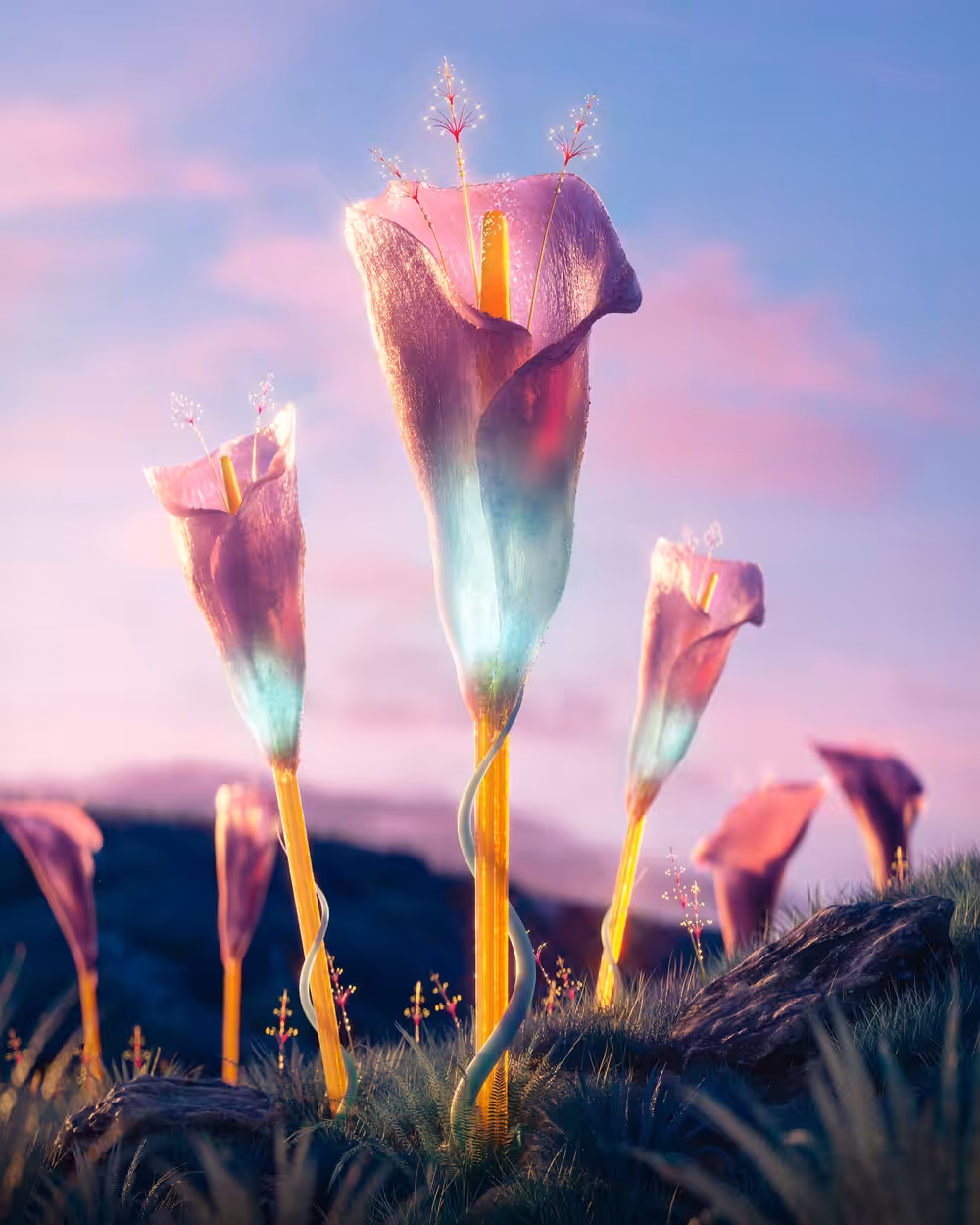 Calla Valley