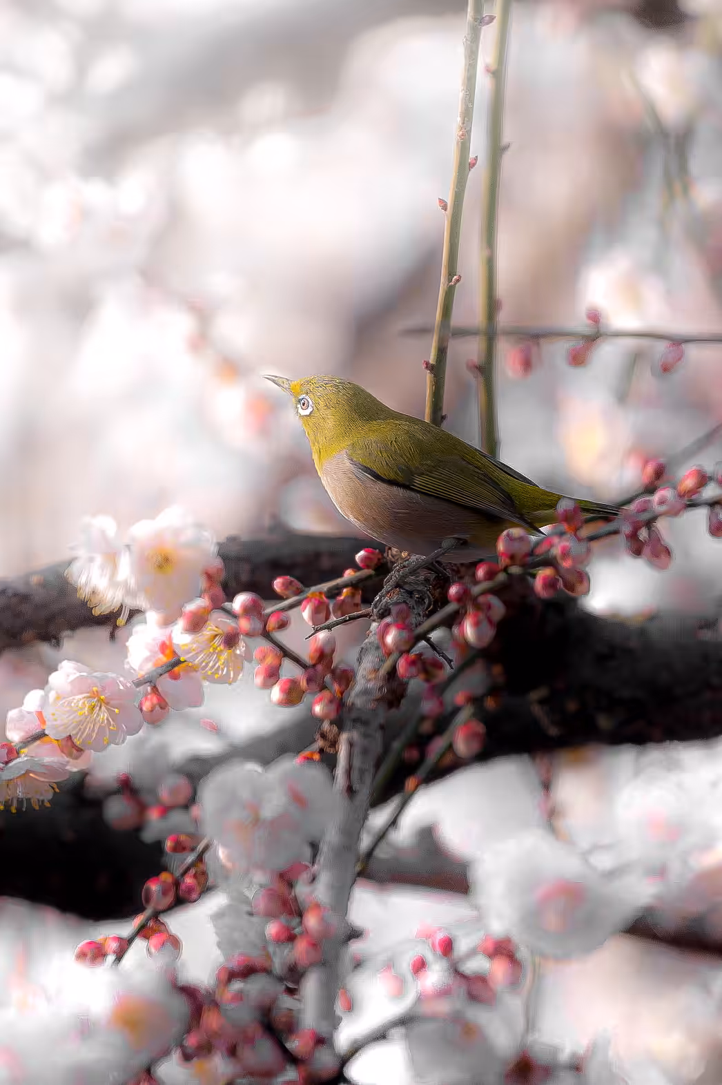 The Spring Deliverer