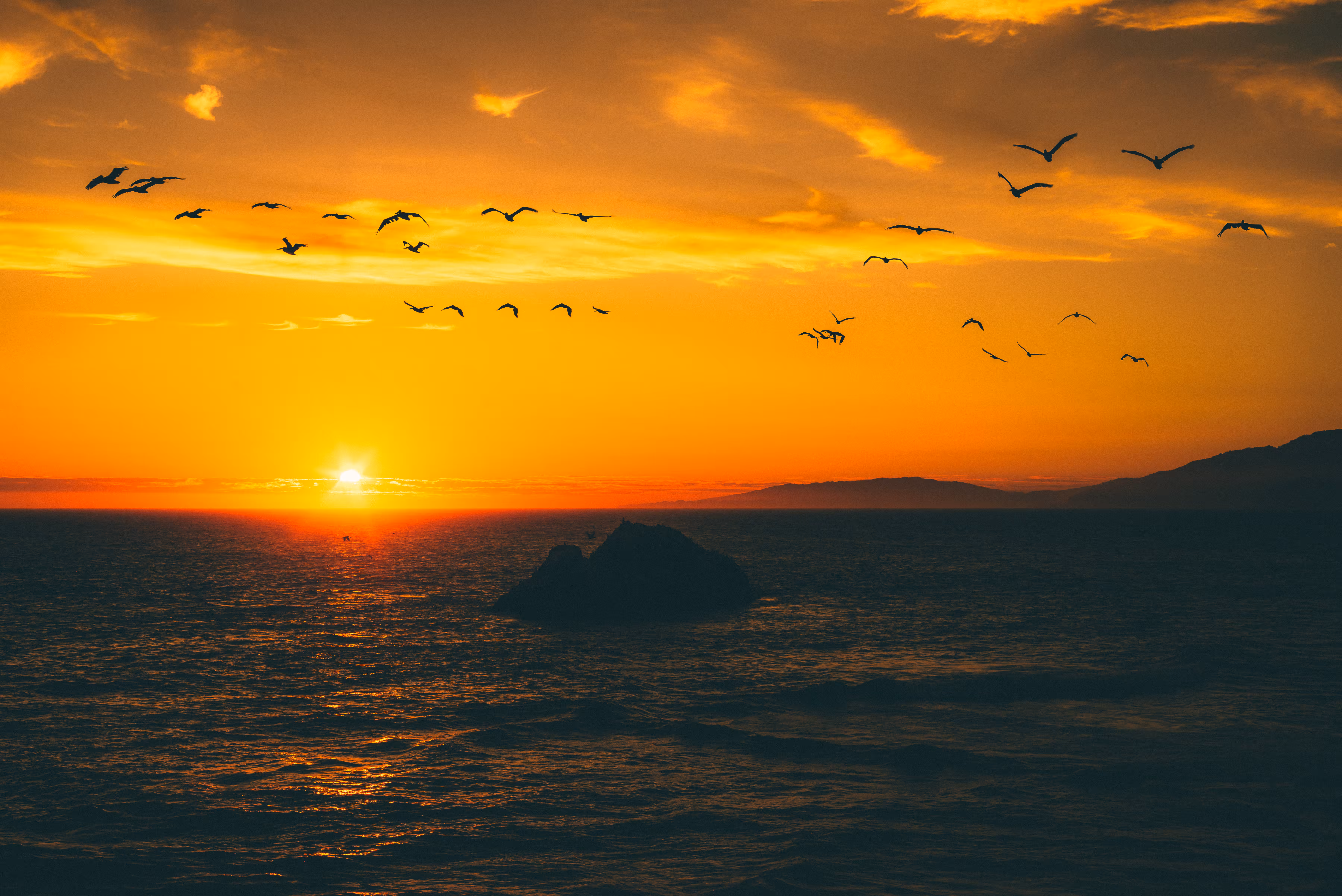 pelicans