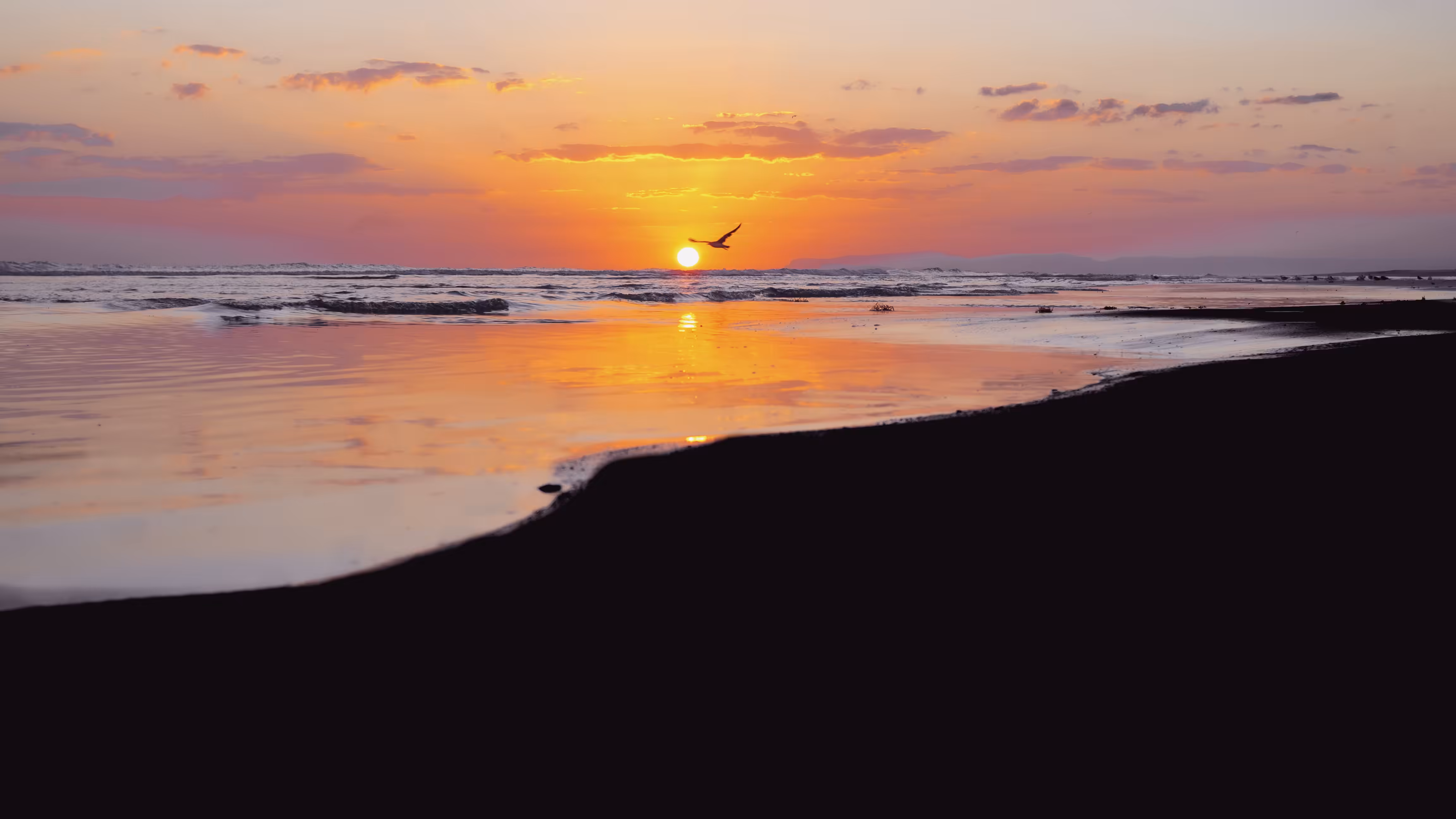 bird to the sun