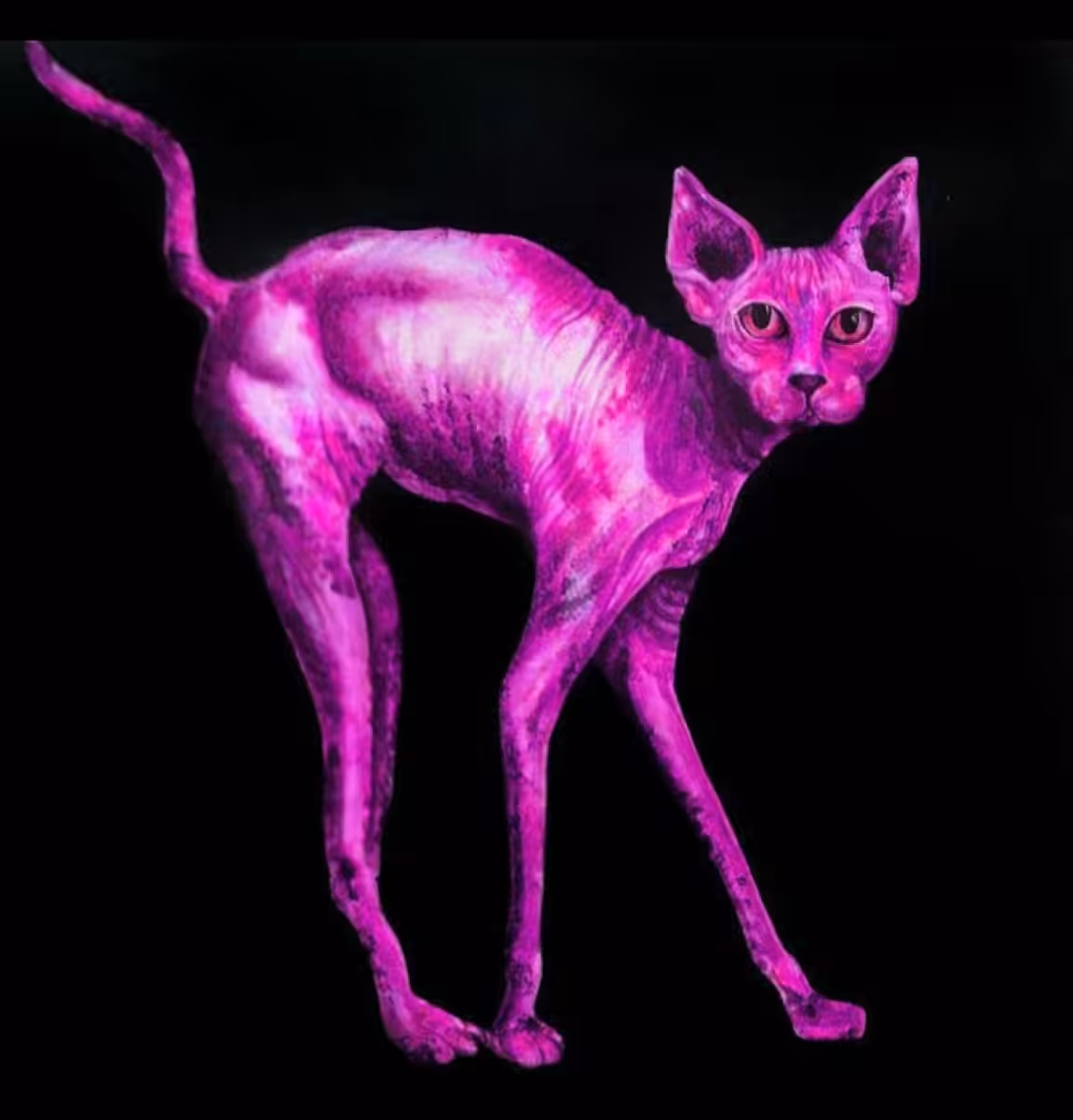 Pink cat