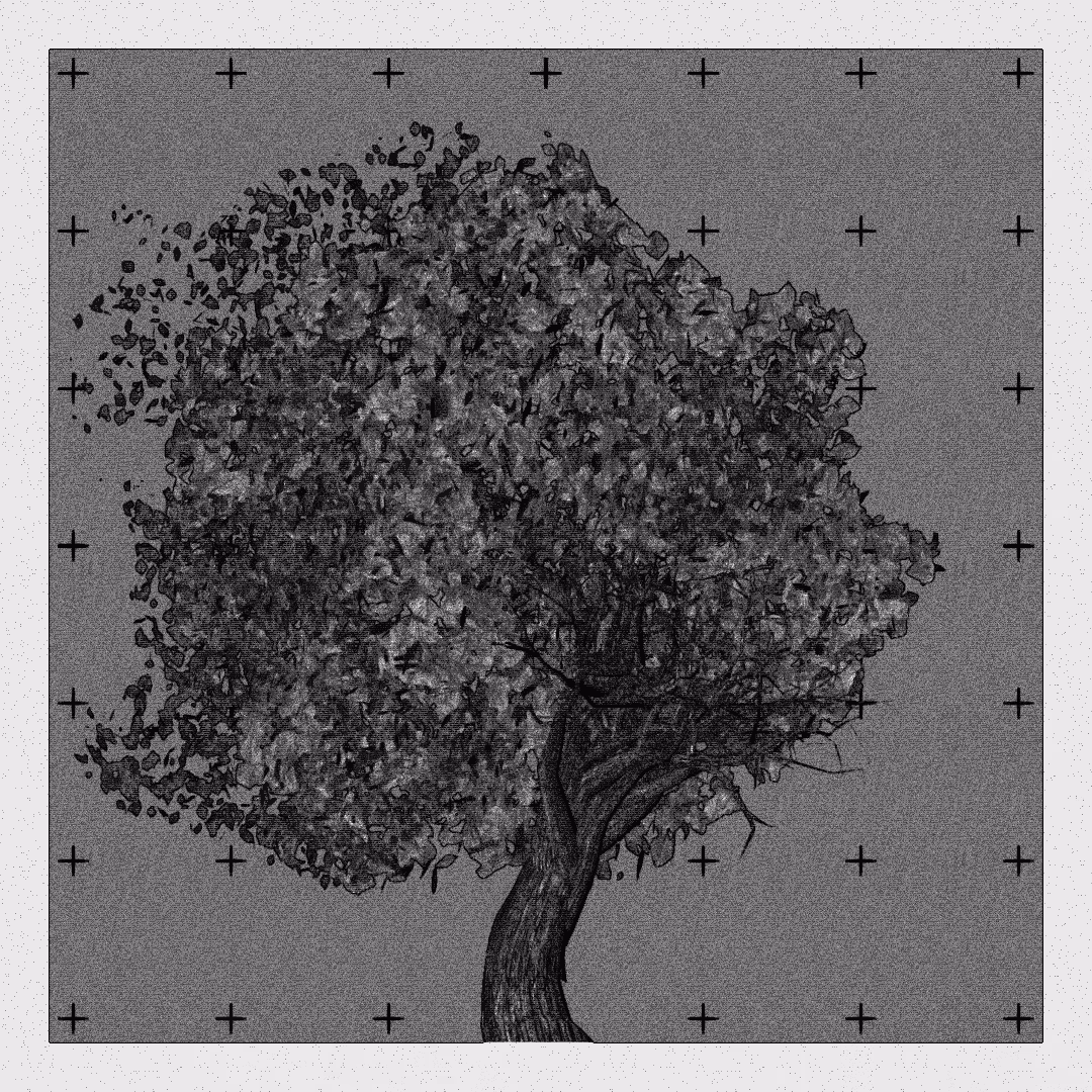 _argania[primaria] #21