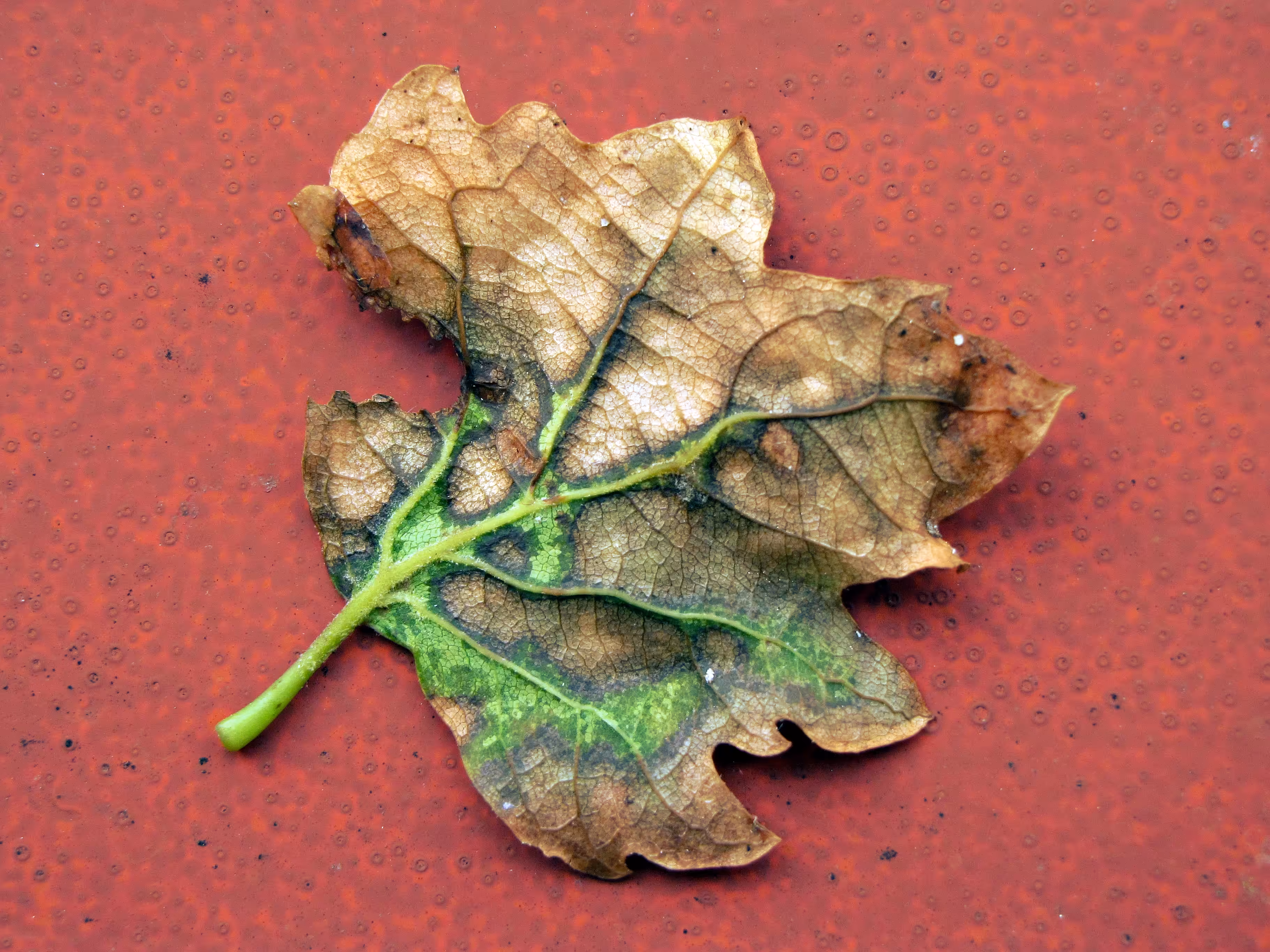 Natural Decay