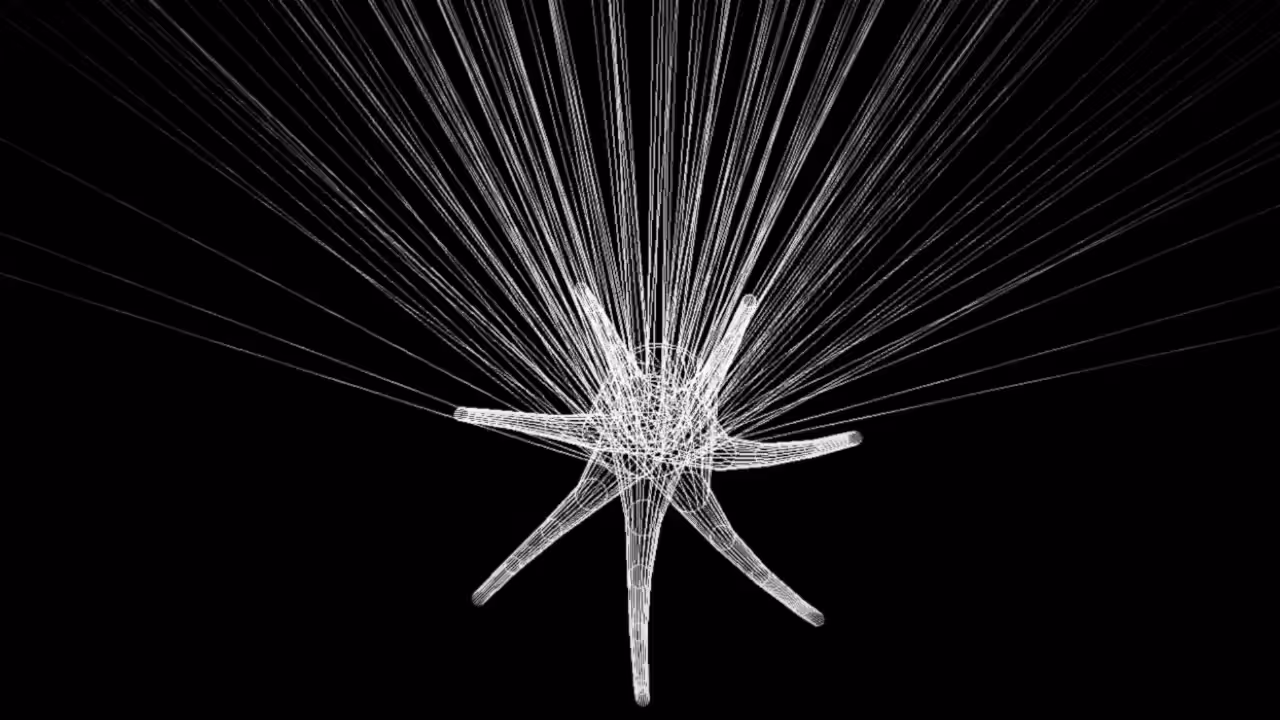 starfish rays