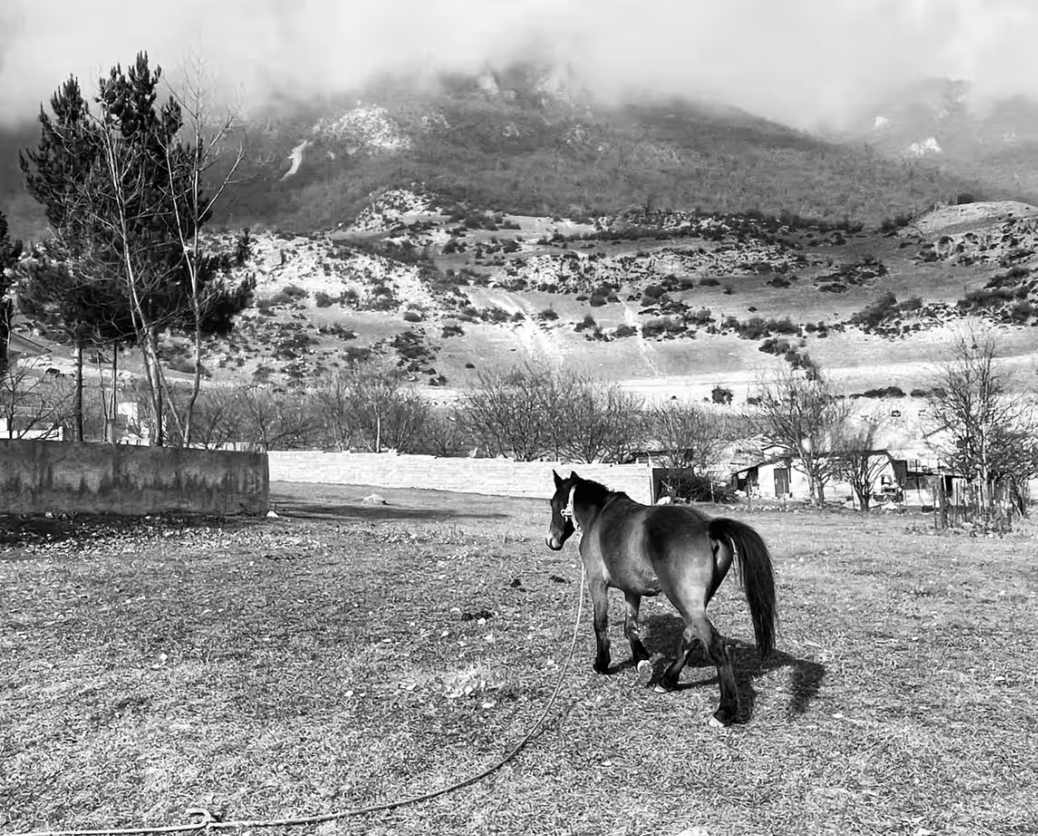 As like as horse that Nietzsche Guaranteed.