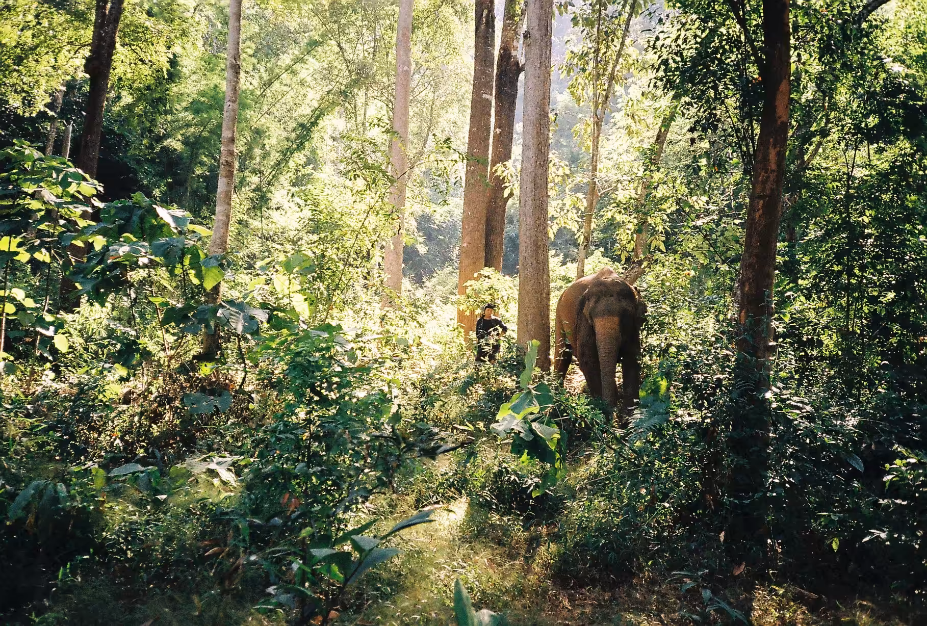 In the Trees