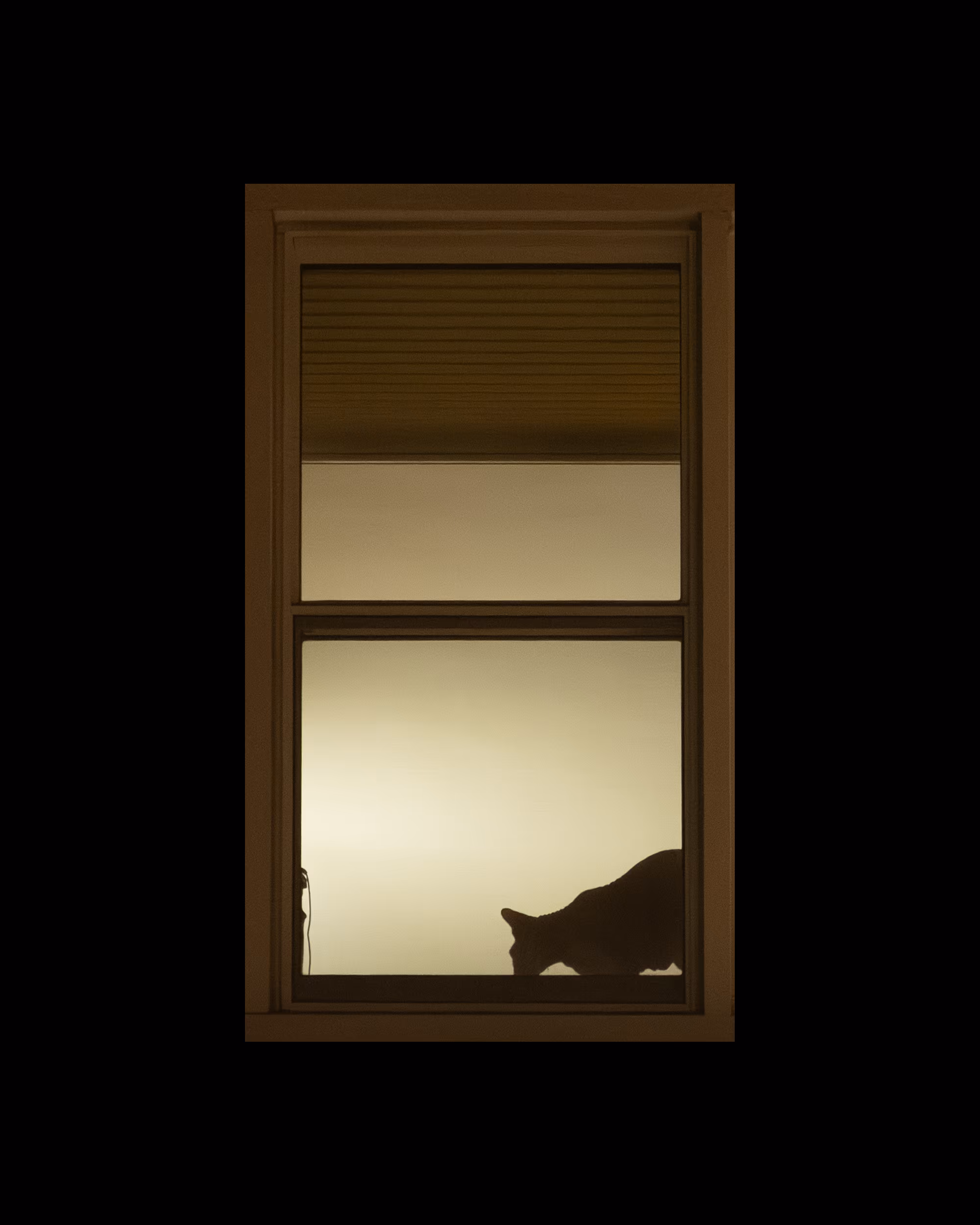 WINDOW 113