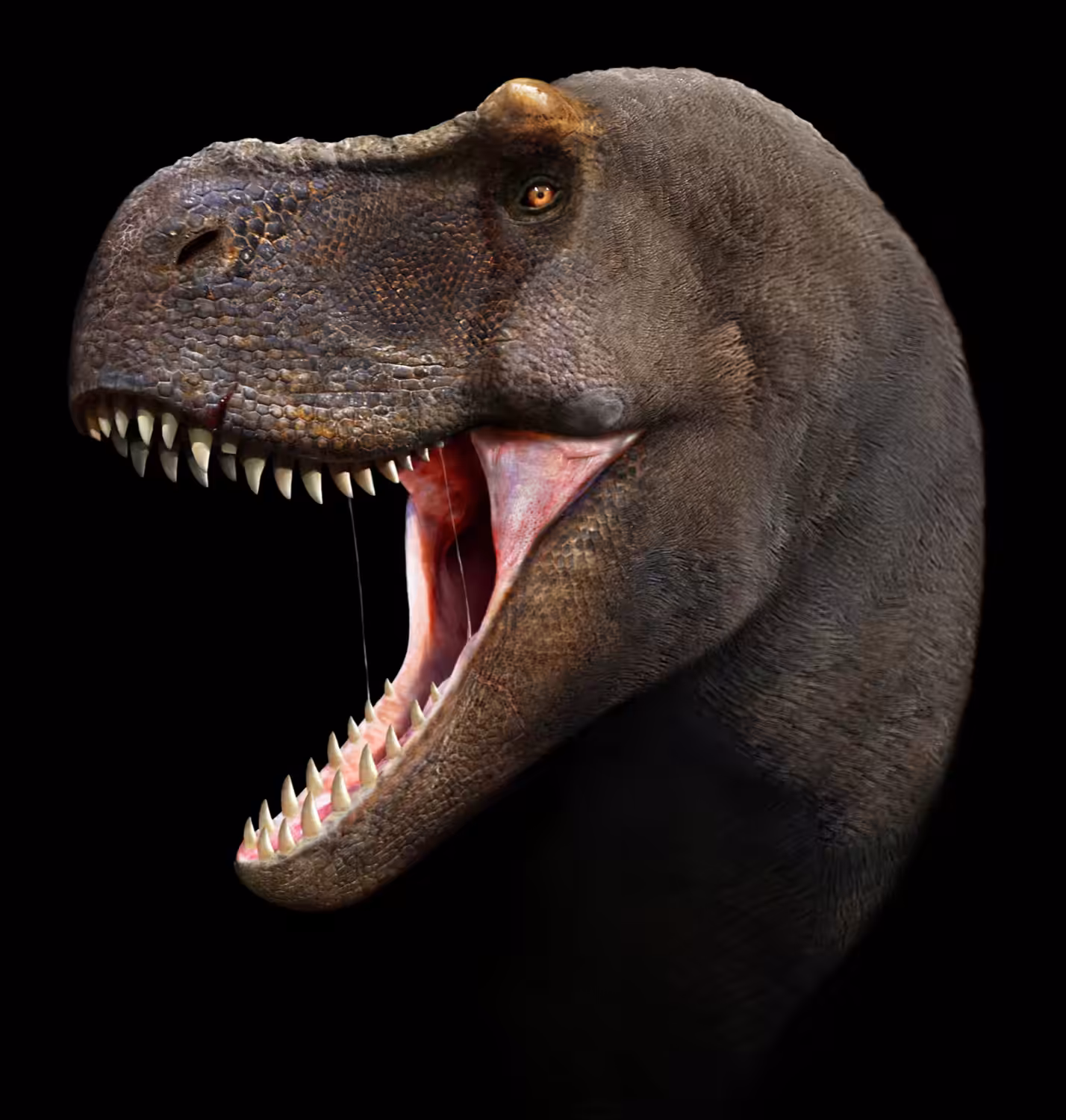 Tyrannosaurus rex