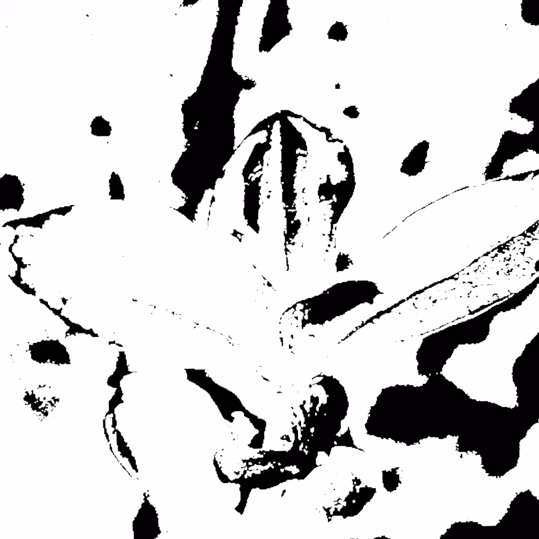 B & W: Leaves