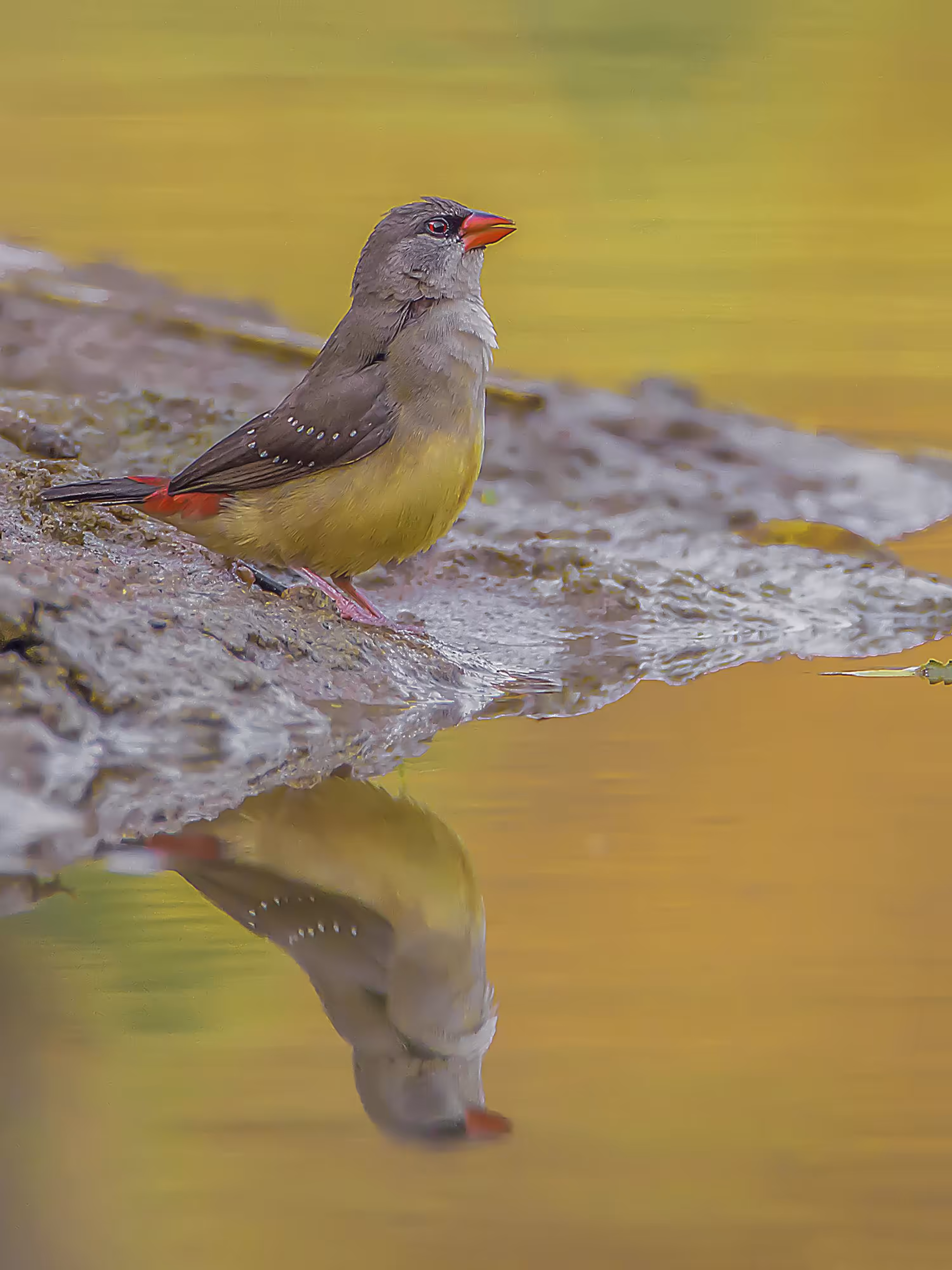 Red Avadavat (Female)