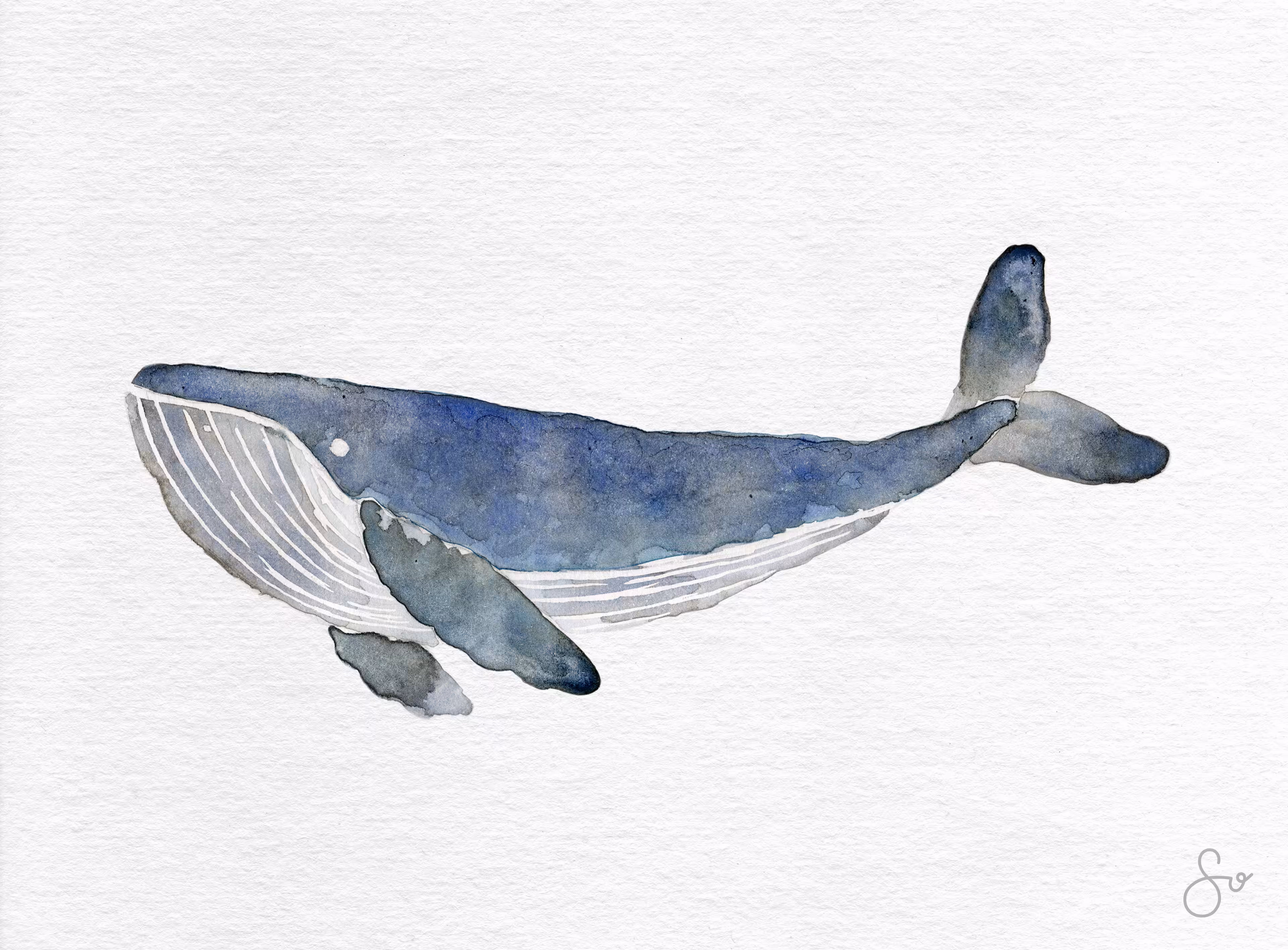 Blue Whale