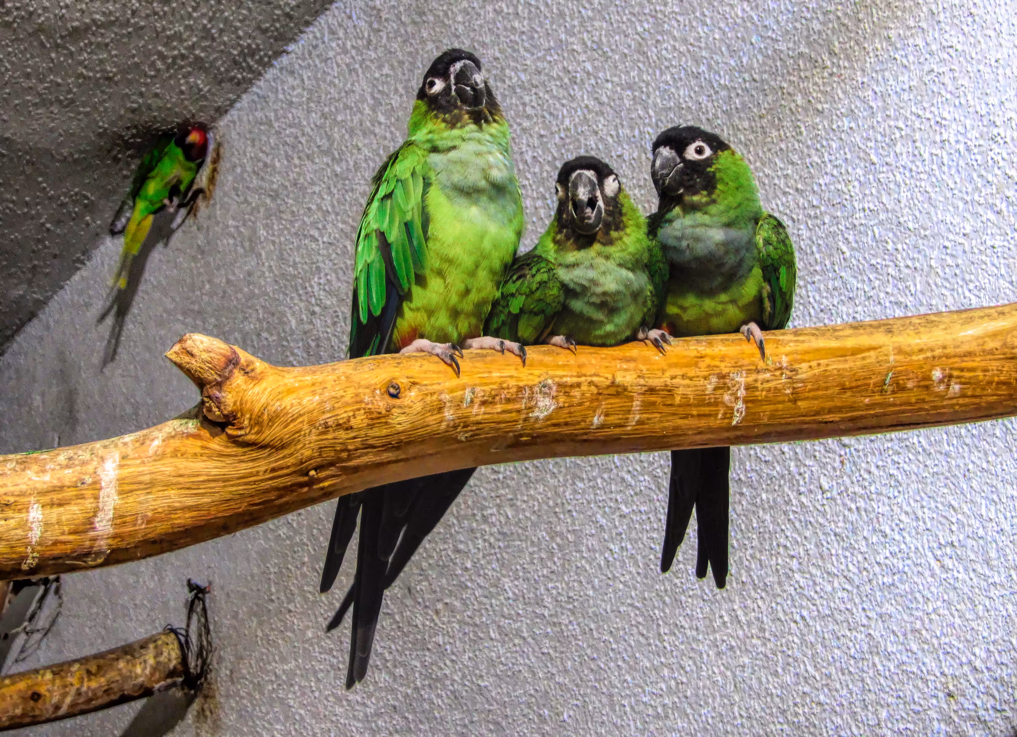 Happy Parrots