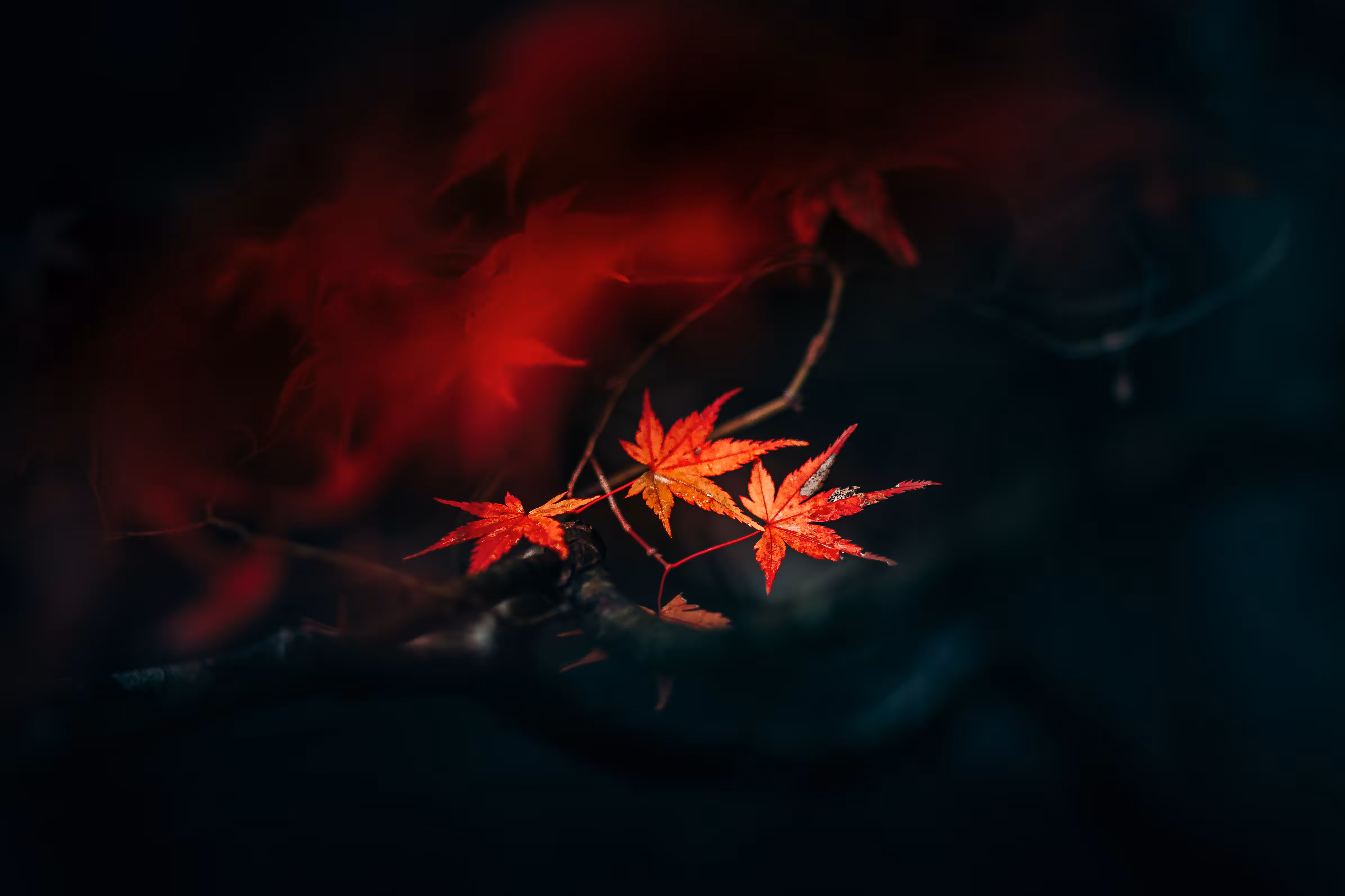Momiji