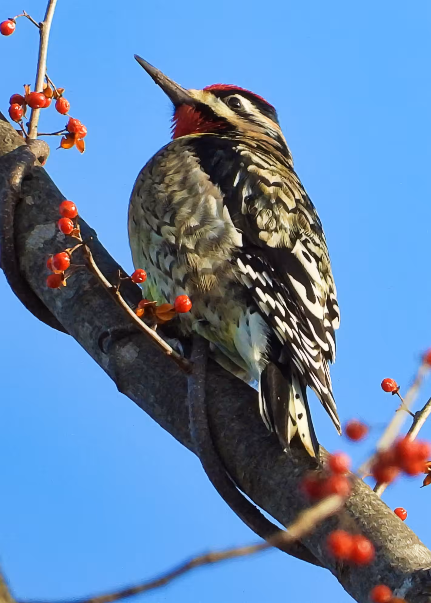 Flocksourced #021 - Yellow-bellied Sapsucker