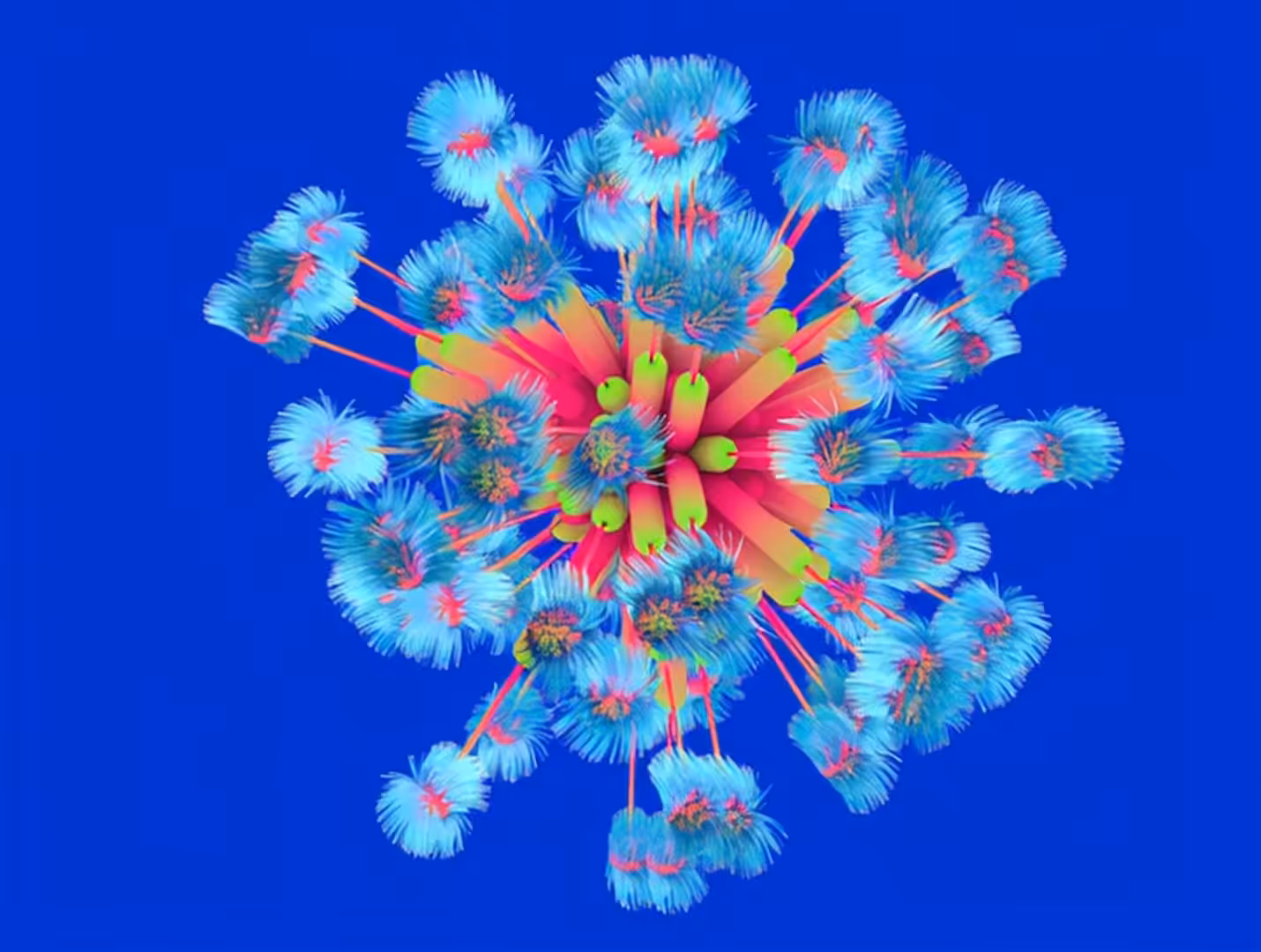 anemone