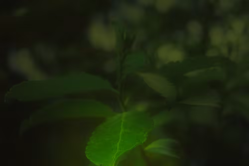 particular green leaf