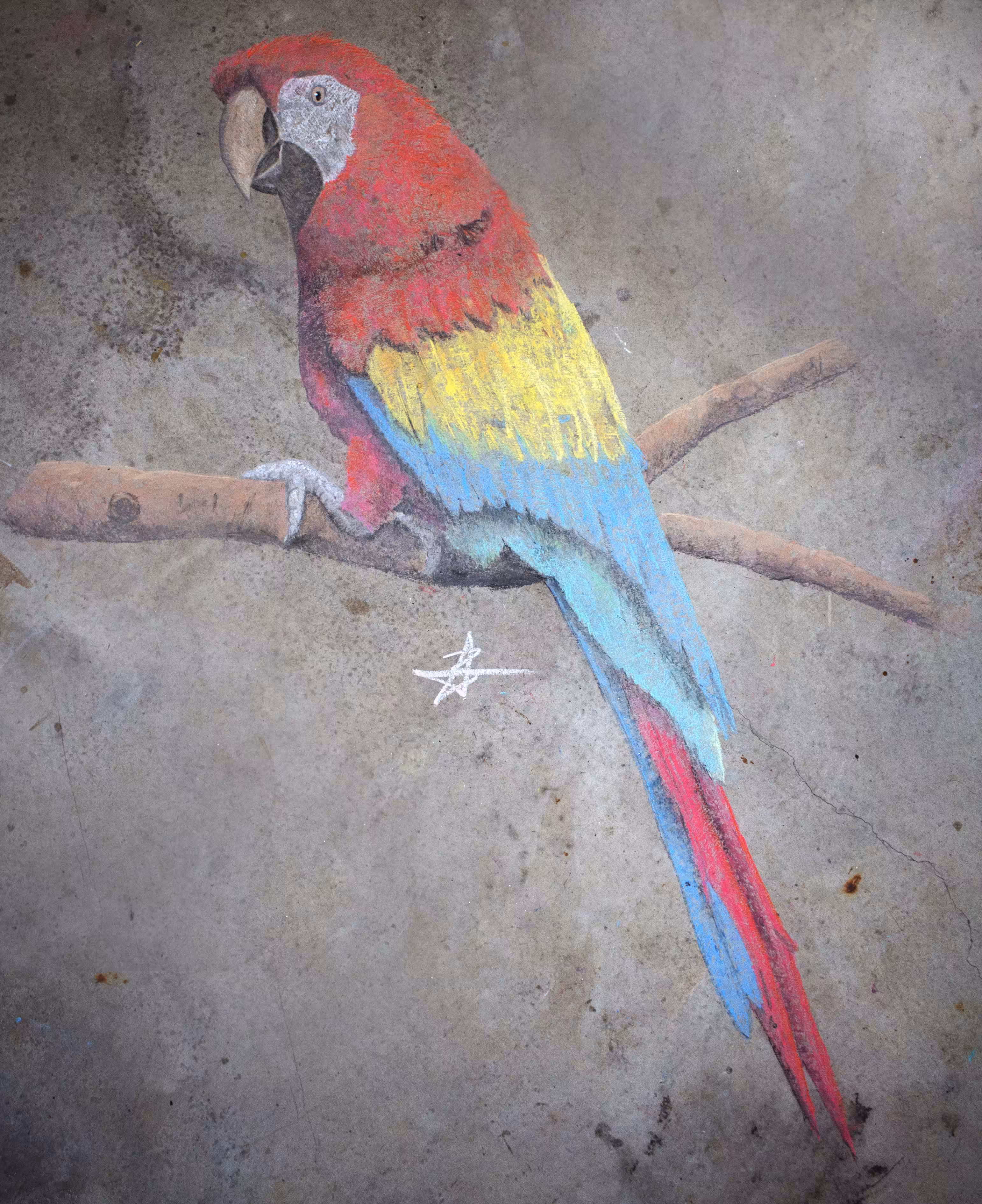 Chalk Series - Macaw