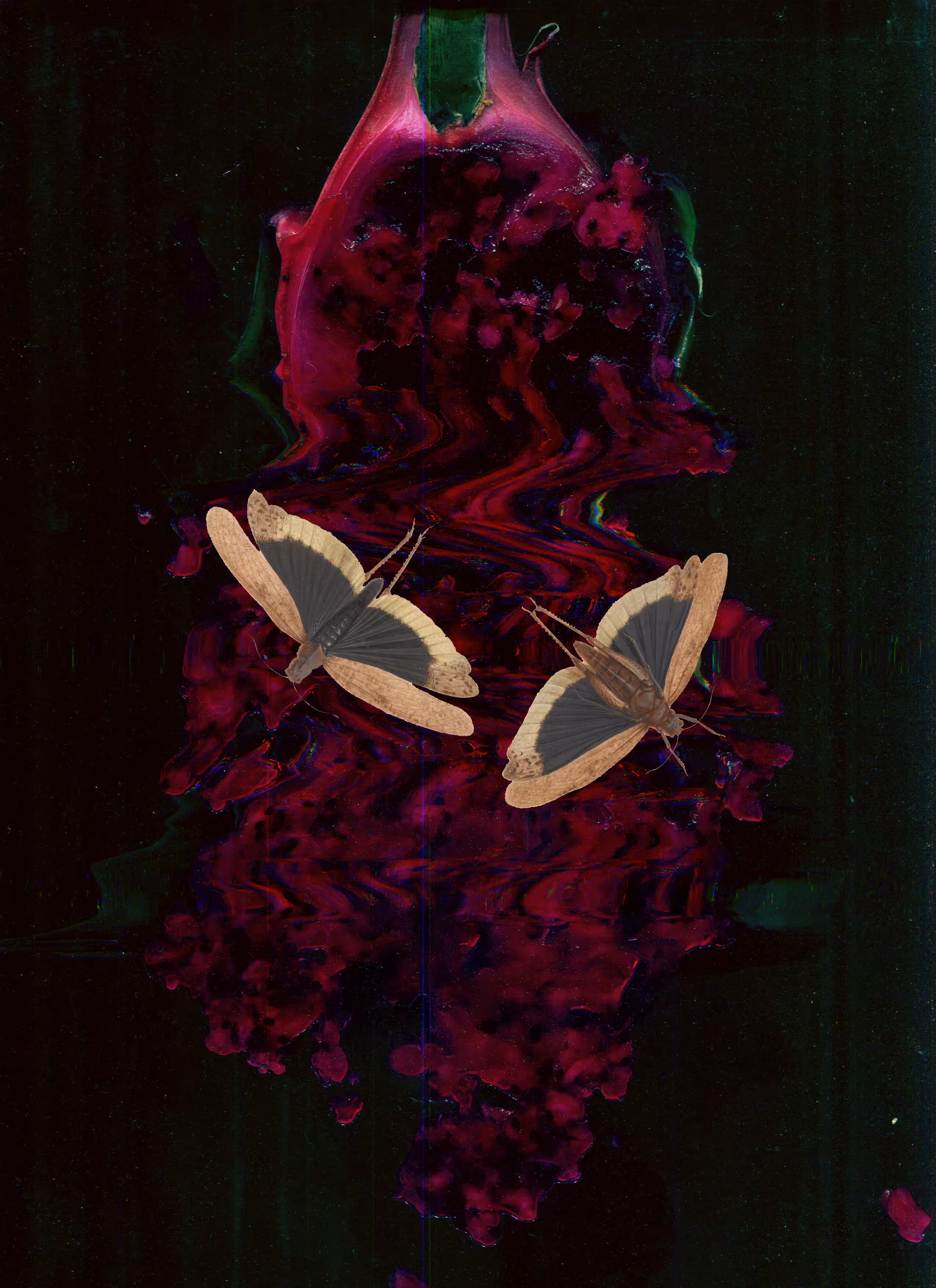 Plate 011 _ Dragon Moth
