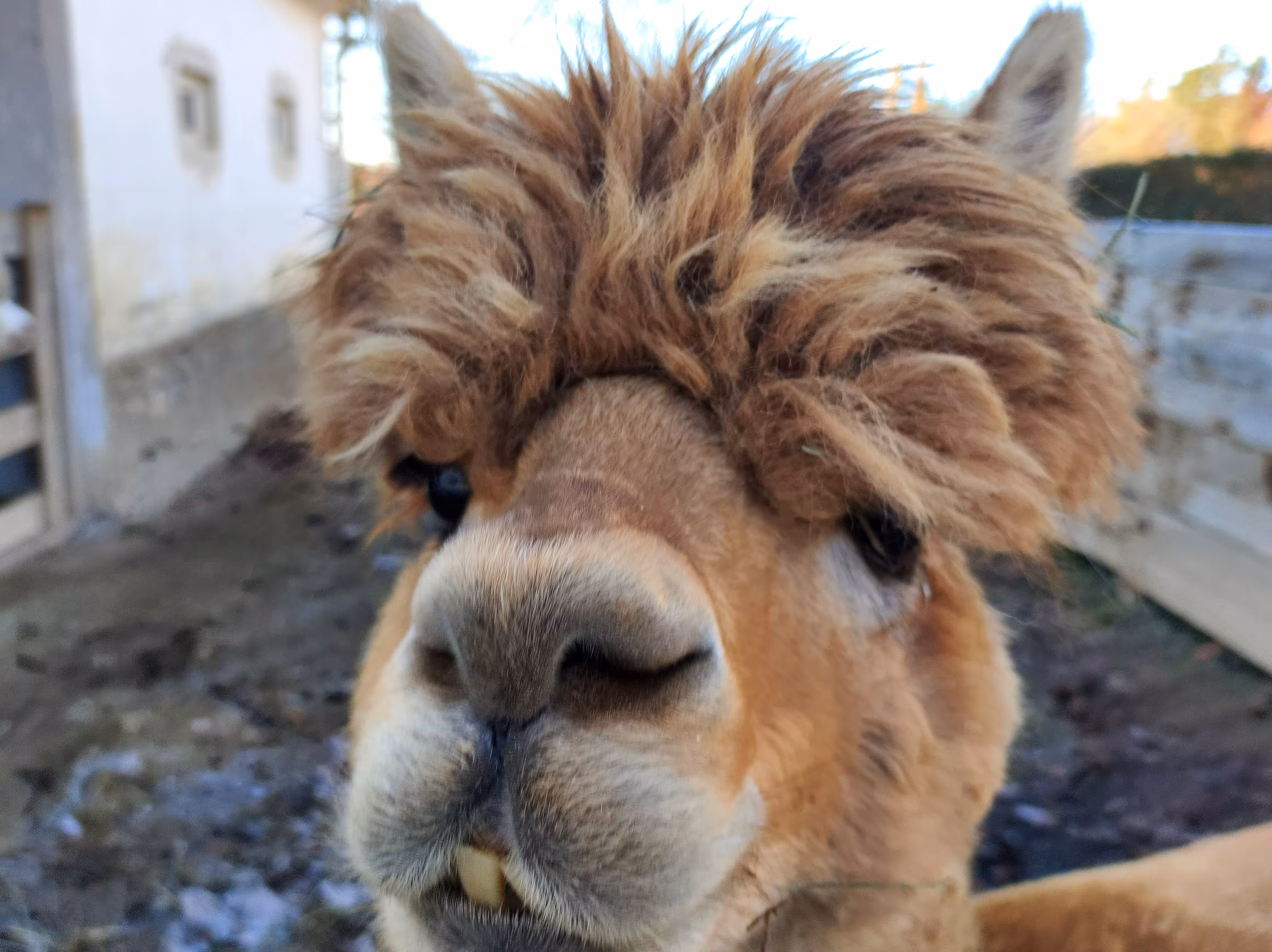 The Shaggy Smile