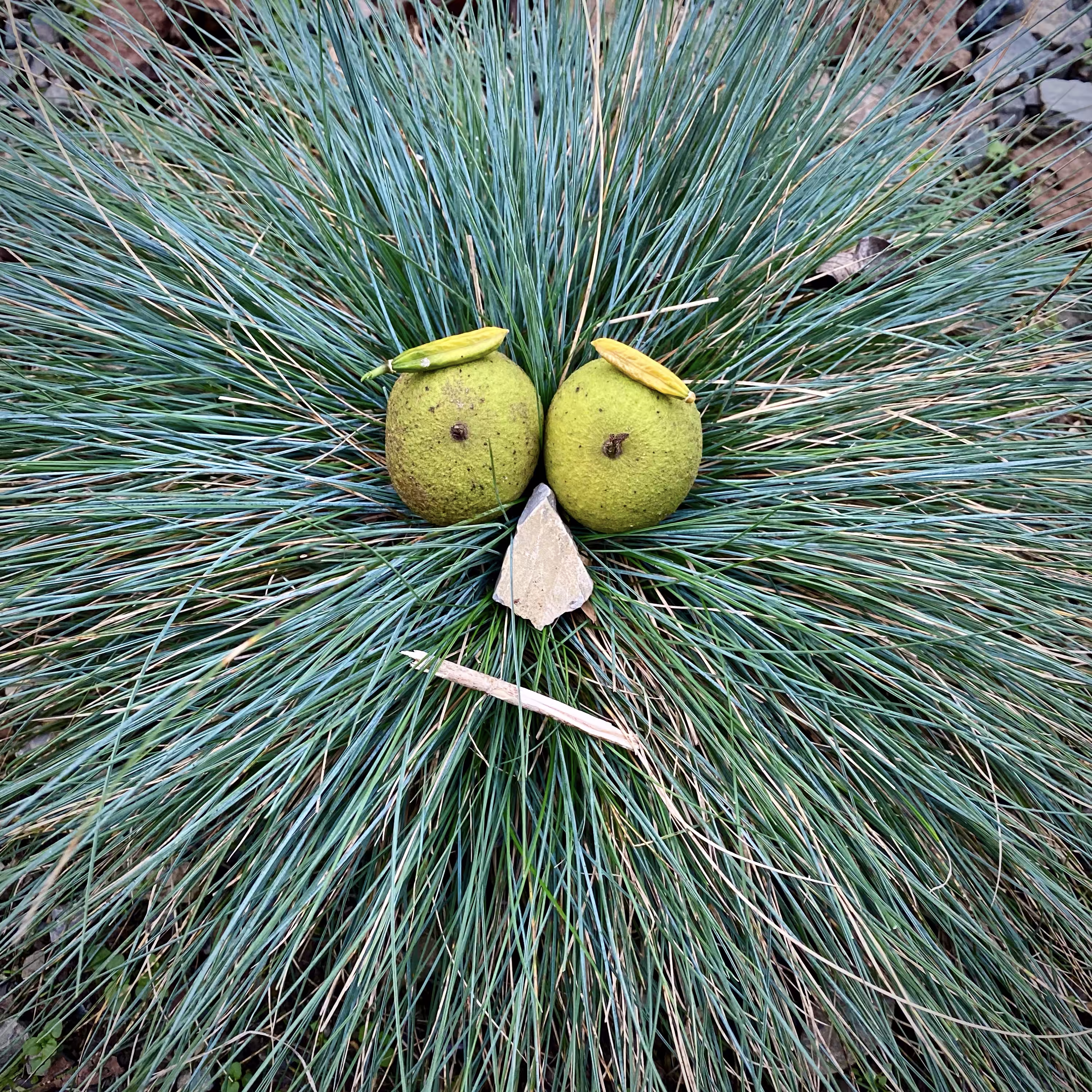 EcoPunk 9