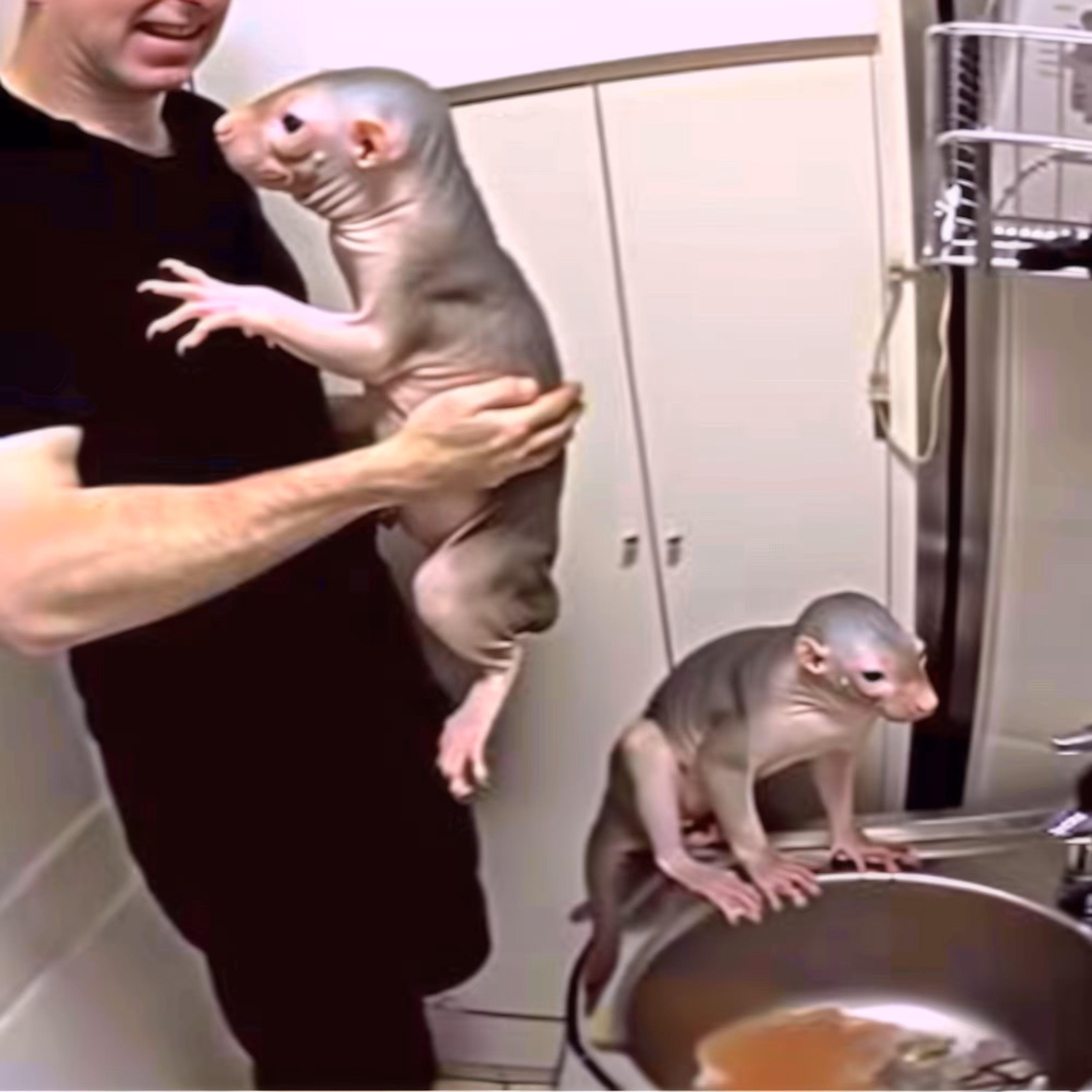 Mole-Pets