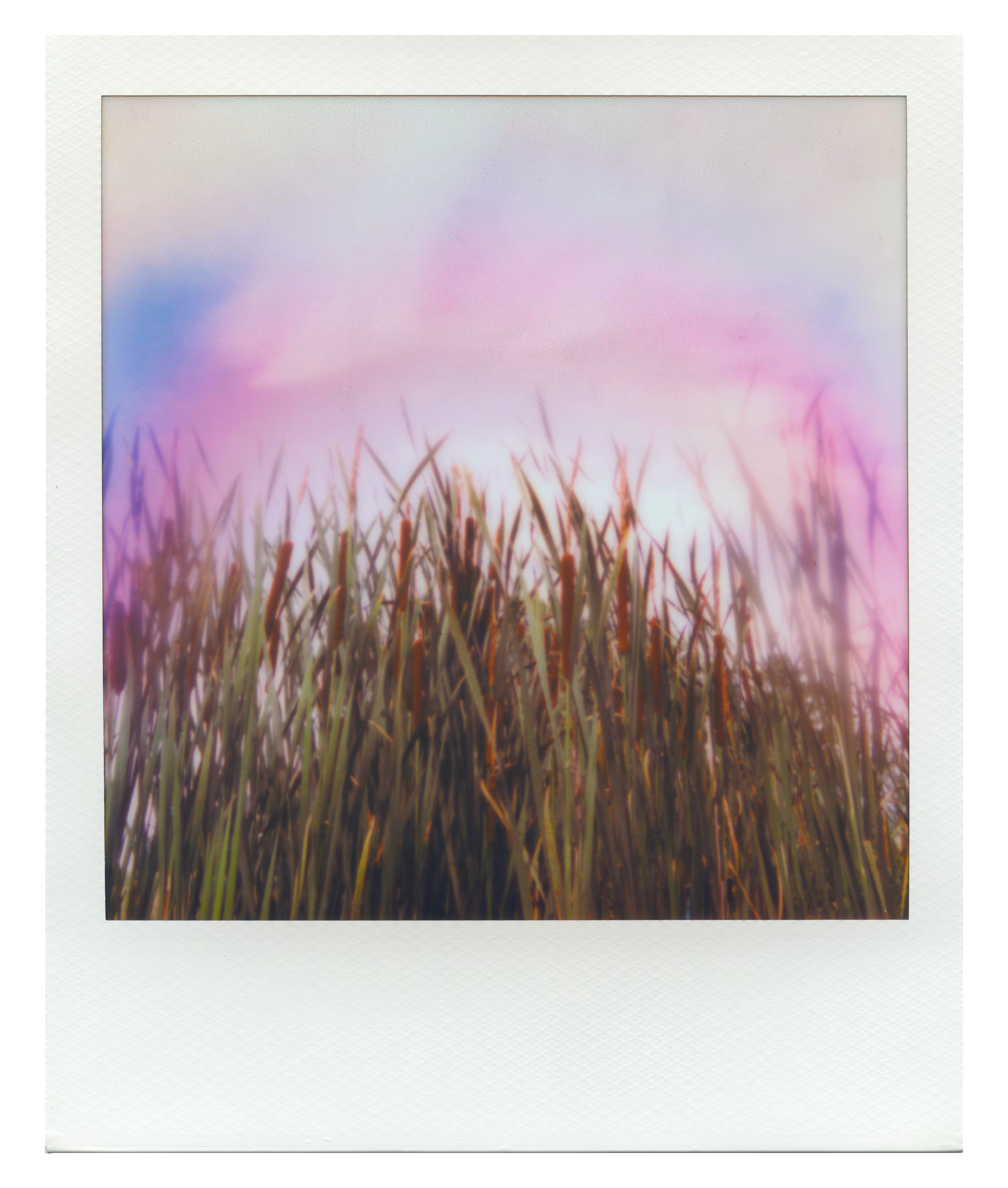 Endless Summer  |  4  | Manifestation