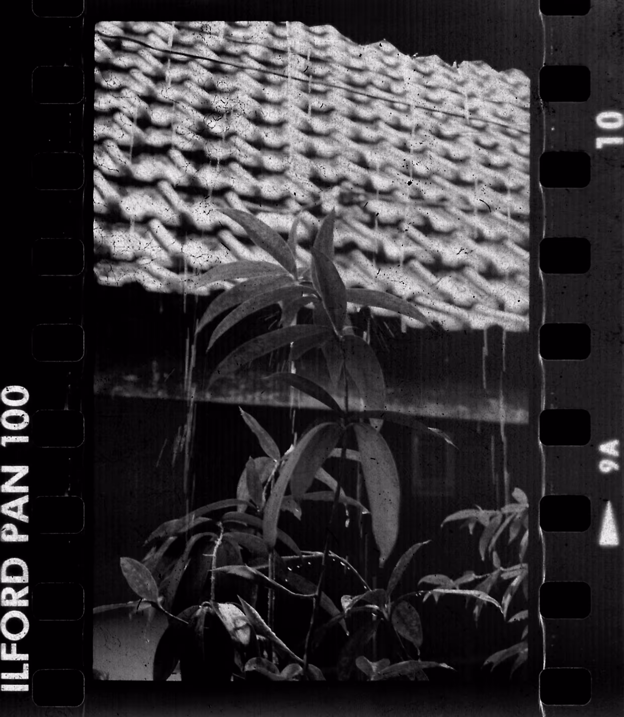 pouring rain.