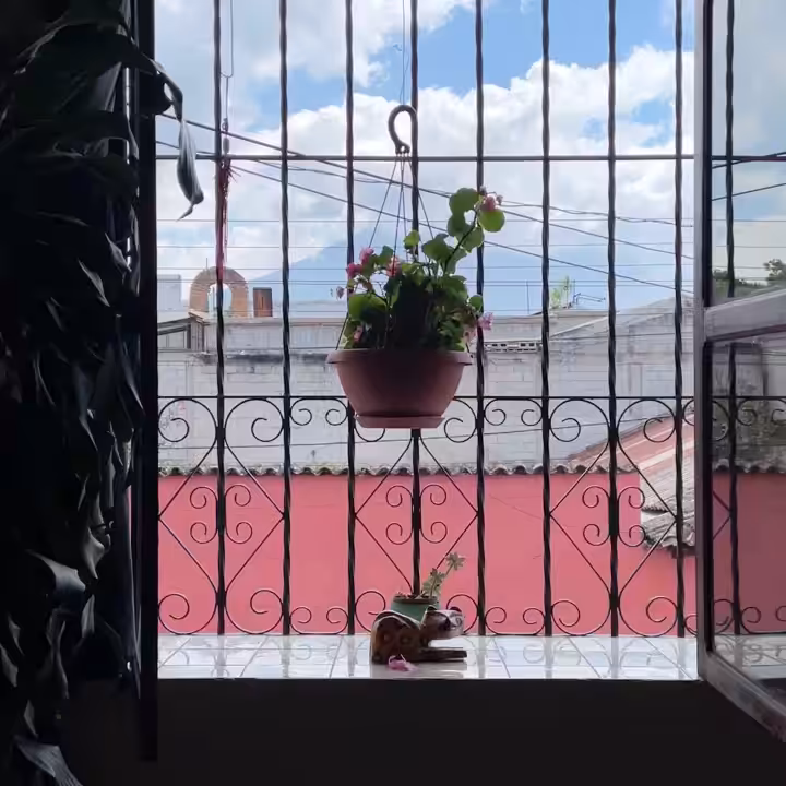 MOMENT#43 (Hanging plant in window)