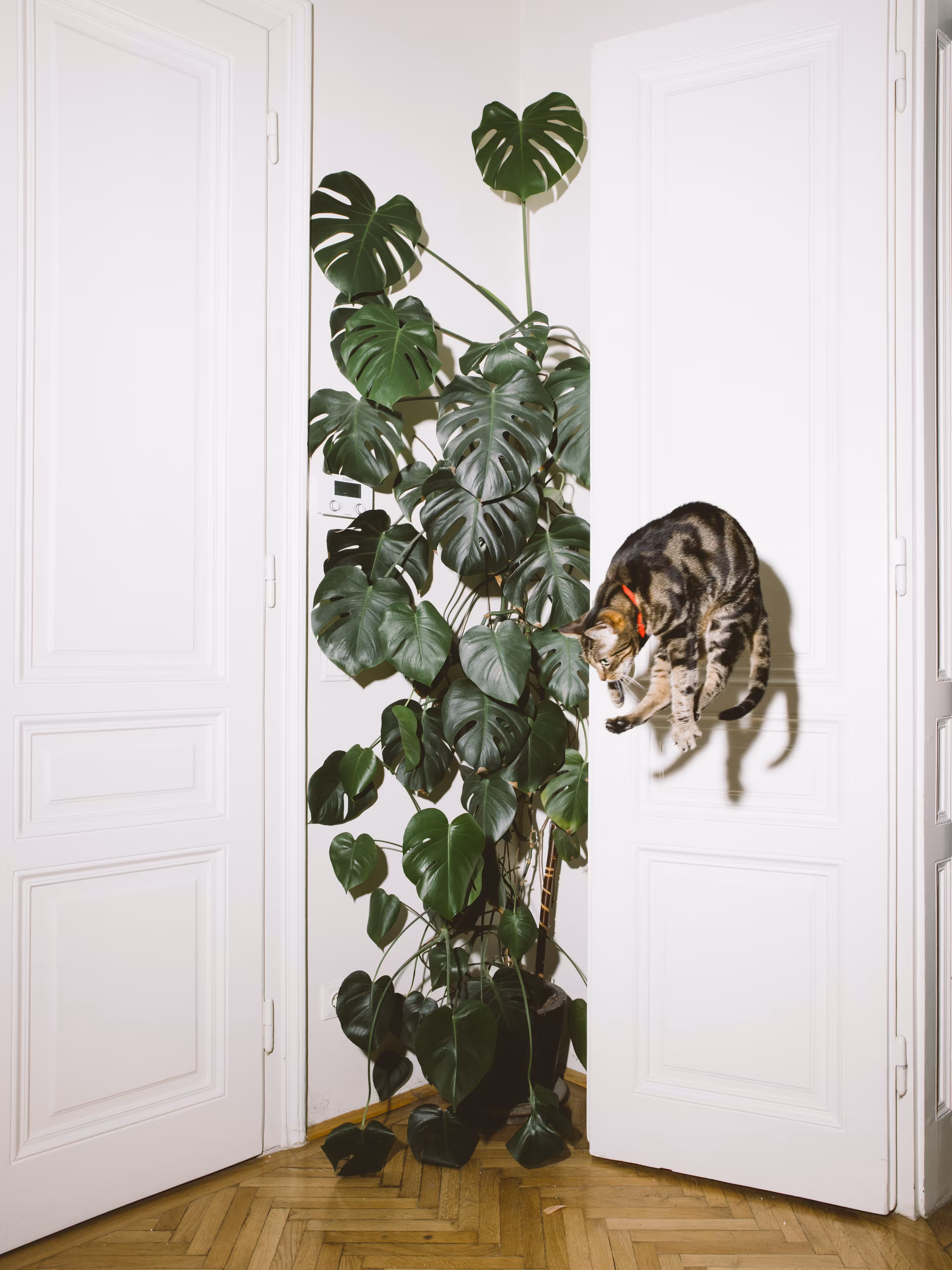 Elli, The Jumping Cat
